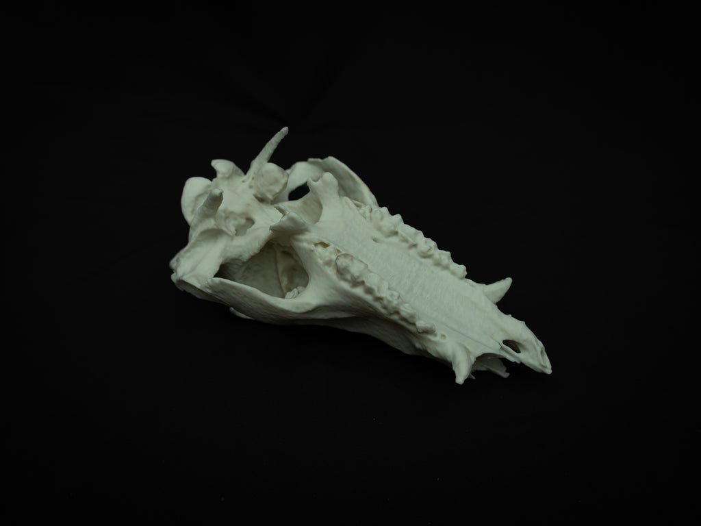 Life Size Boar Skull Replica – Realistic 3D Printed Bone Model Display