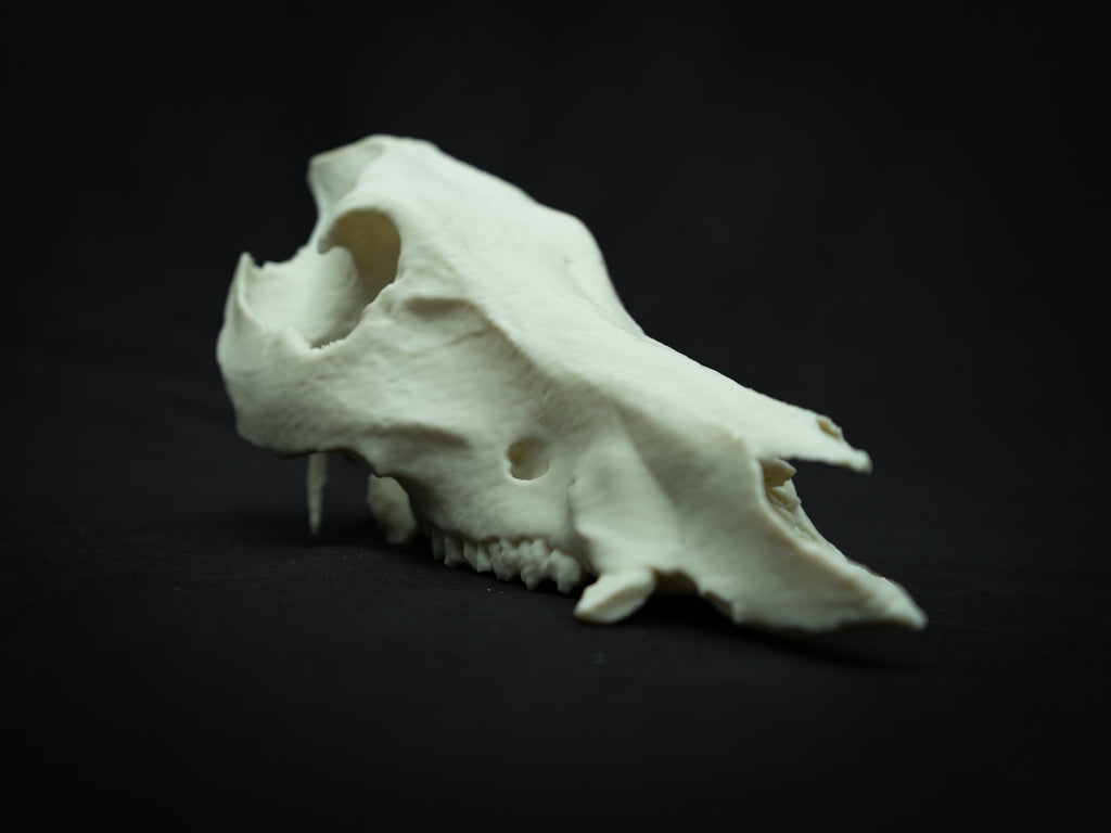 Life Size Boar Skull Replica – Realistic 3D Printed Bone Model Display