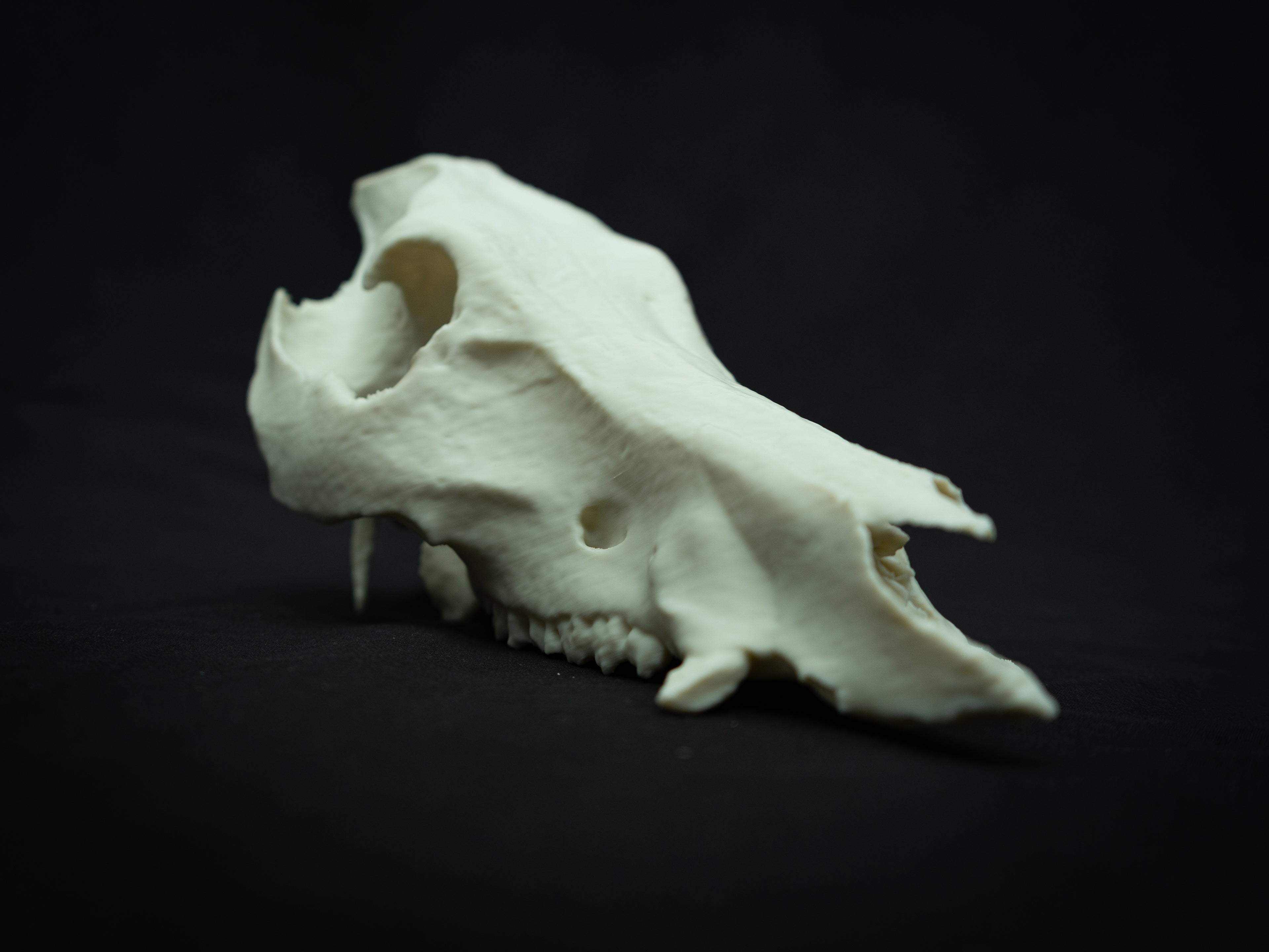 Life Size Boar Skull Replica – Realistic 3D Printed Bone Model Display