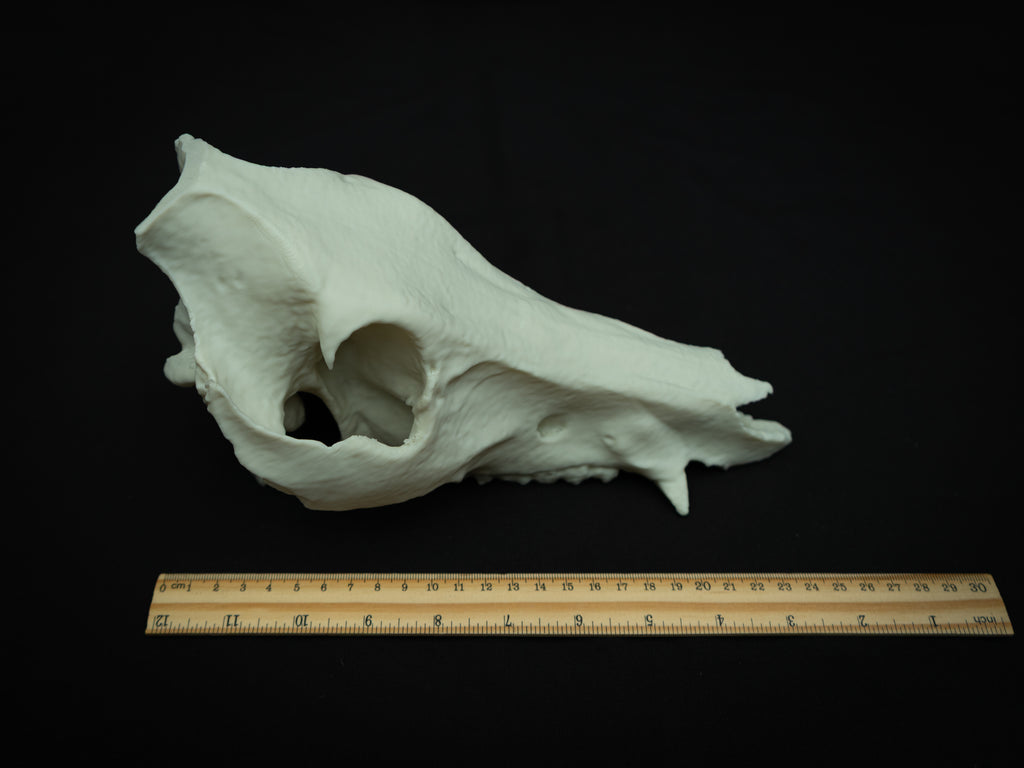 Life Size Boar Skull Replica – Realistic 3D Printed Bone Model Display