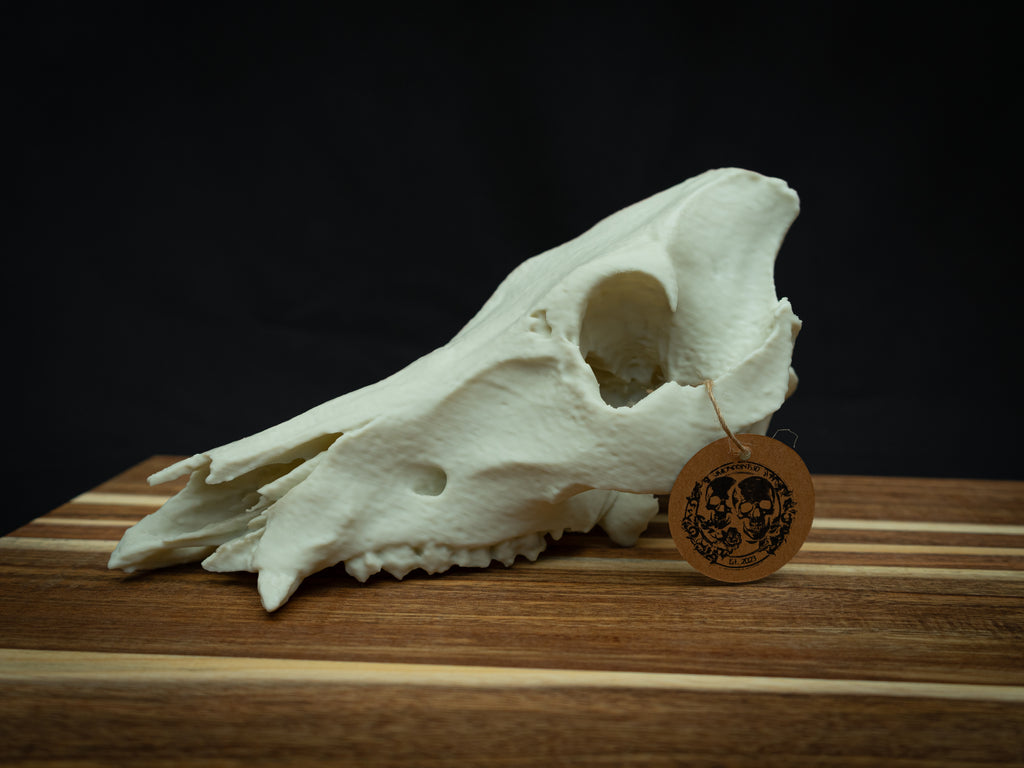 Life Size Boar Skull Replica – Realistic 3D Printed Bone Model Display