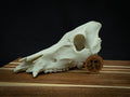 Life Size Boar Skull Replica – Realistic 3D Printed Bone Model Display