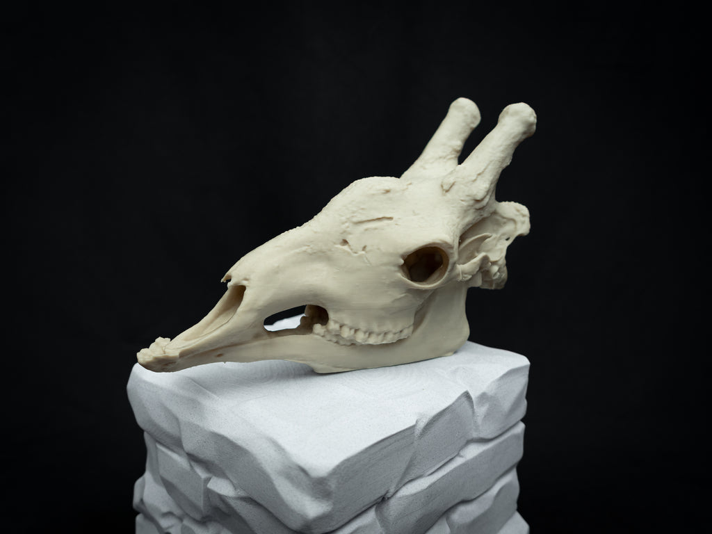 Scaled-Down Giraffe Skull Replica – Realistic 3D Printed Bone Model