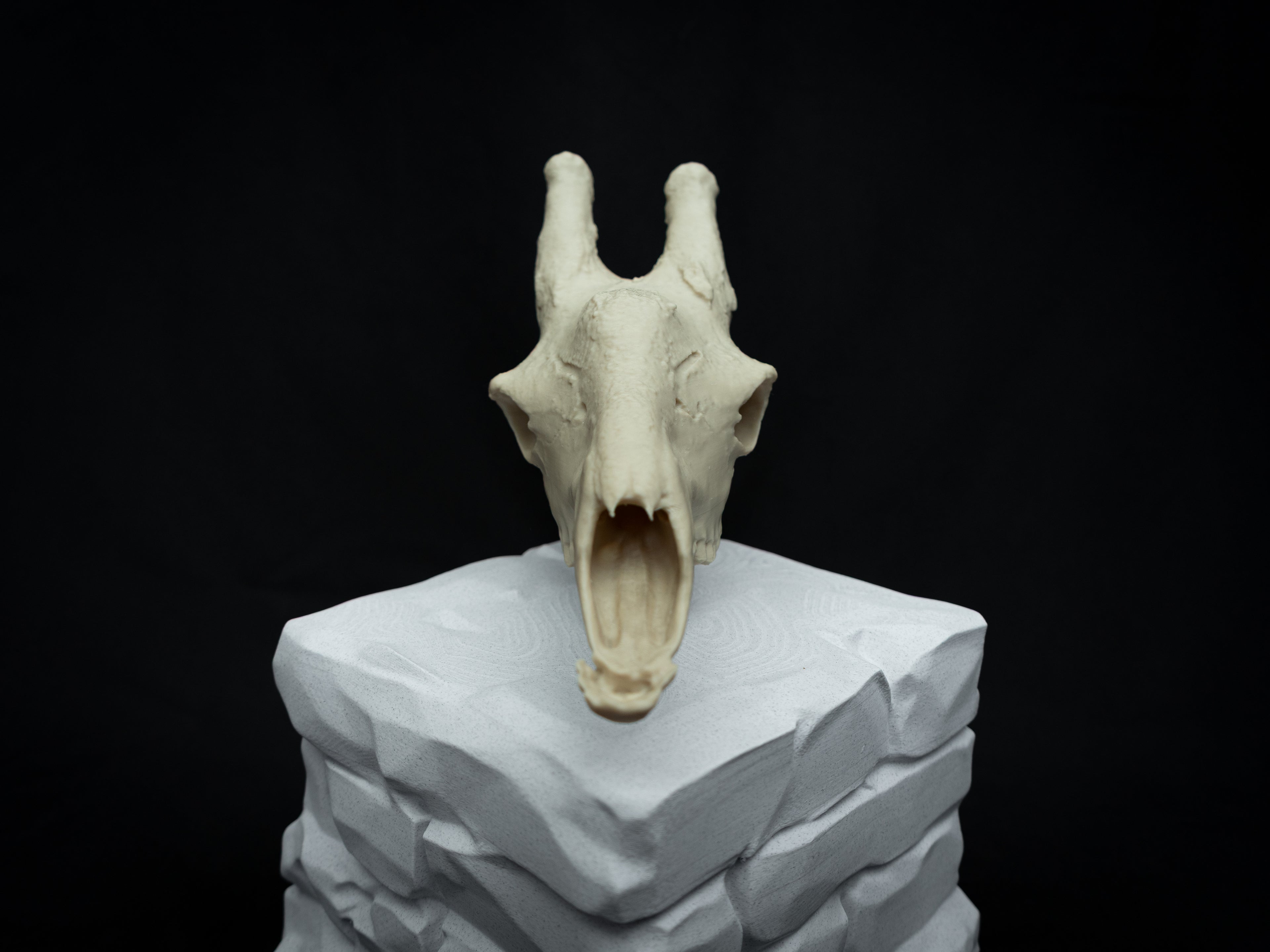 Scaled-Down Giraffe Skull Replica – Realistic 3D Printed Bone Model