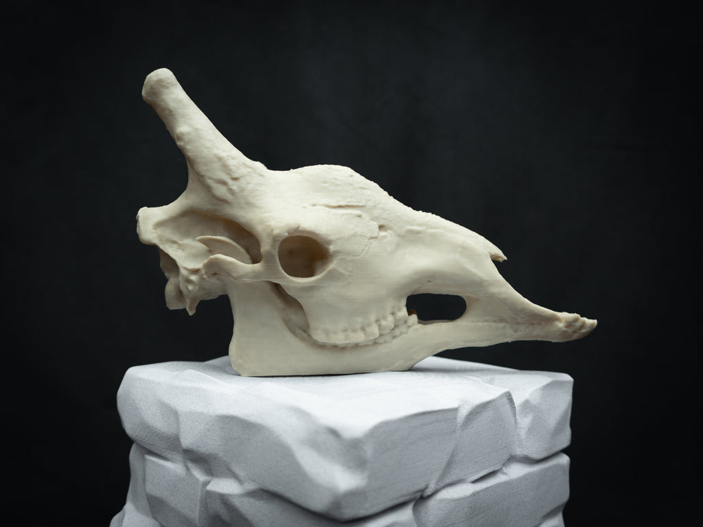 Scaled-Down Giraffe Skull Replica – Realistic 3D Printed Bone Model