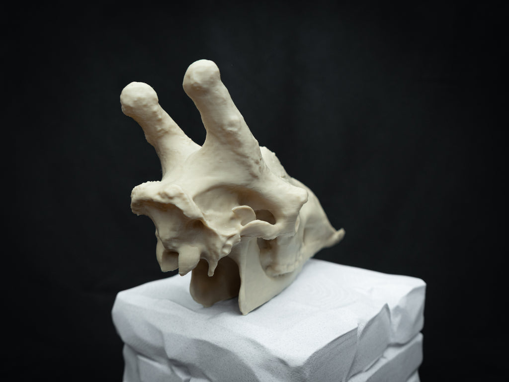 Scaled-Down Giraffe Skull Replica – Realistic 3D Printed Bone Model