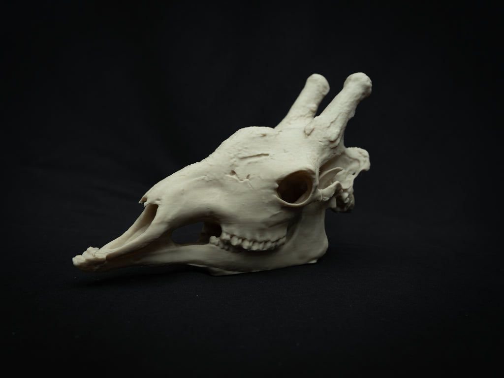 Scaled-Down Giraffe Skull Replica – Realistic 3D Printed Bone Model