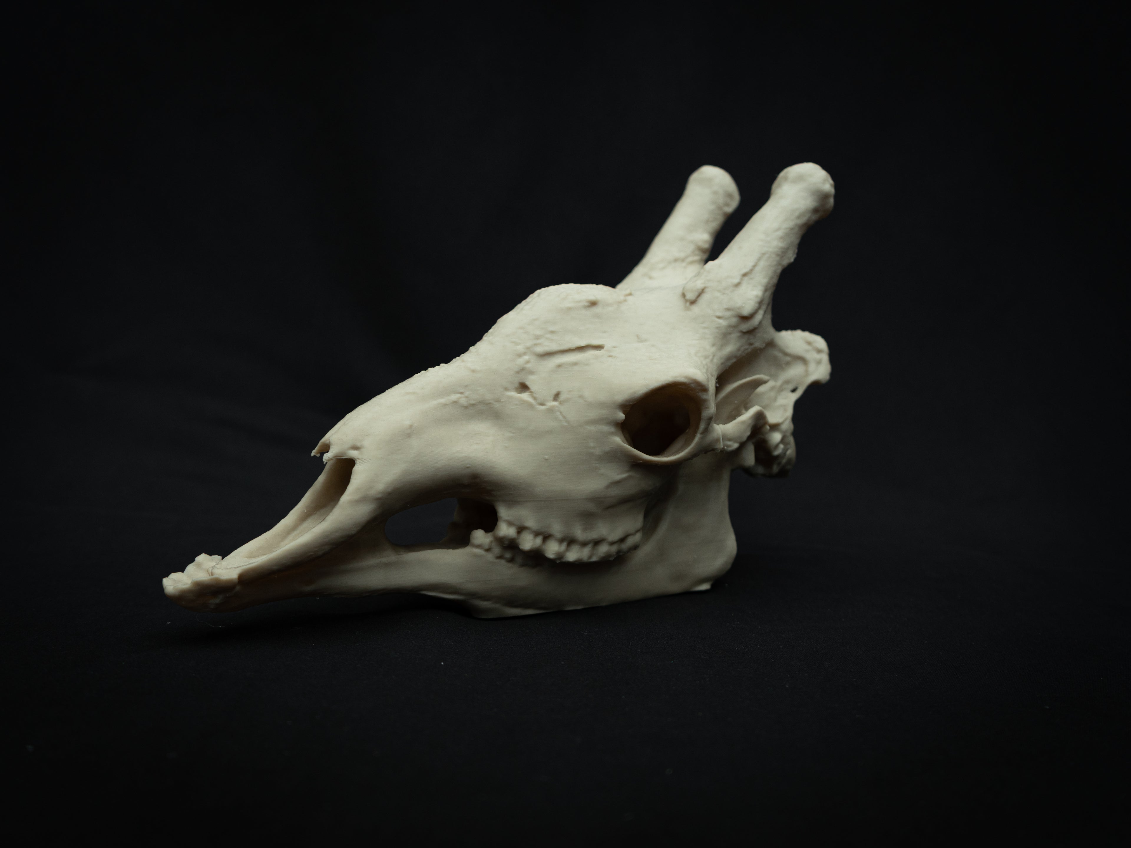 Scaled-Down Giraffe Skull Replica – Realistic 3D Printed Bone Model