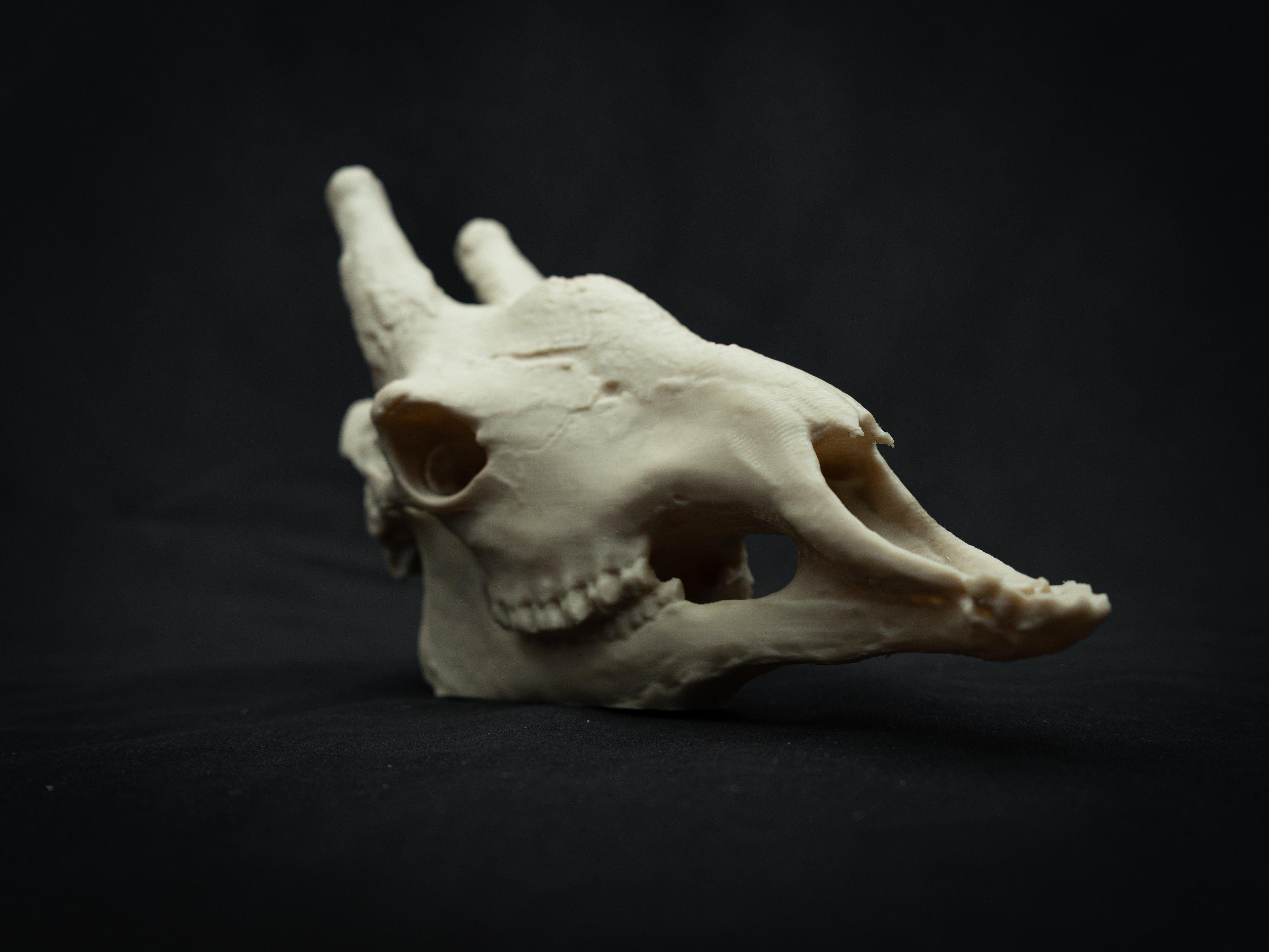 Scaled-Down Giraffe Skull Replica – Realistic 3D Printed Bone Model