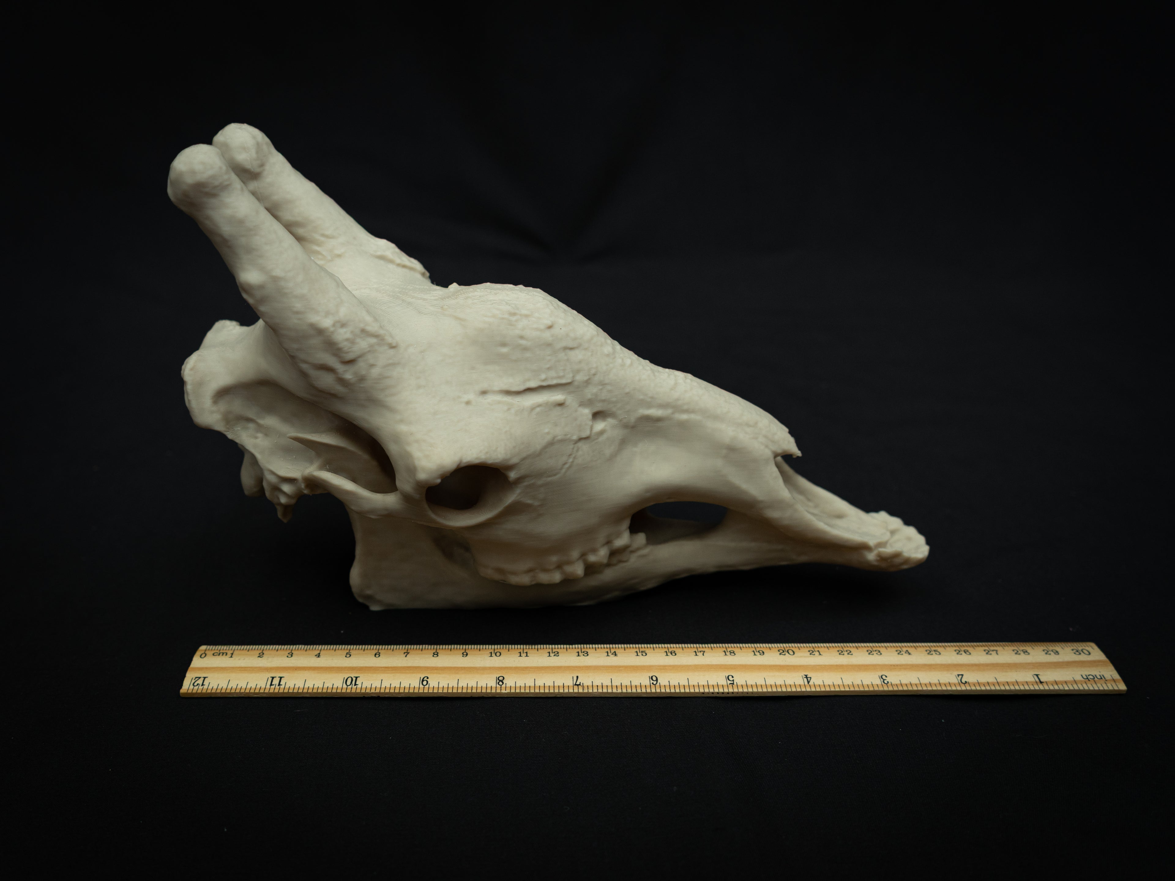 Scaled-Down Giraffe Skull Replica – Realistic 3D Printed Bone Model