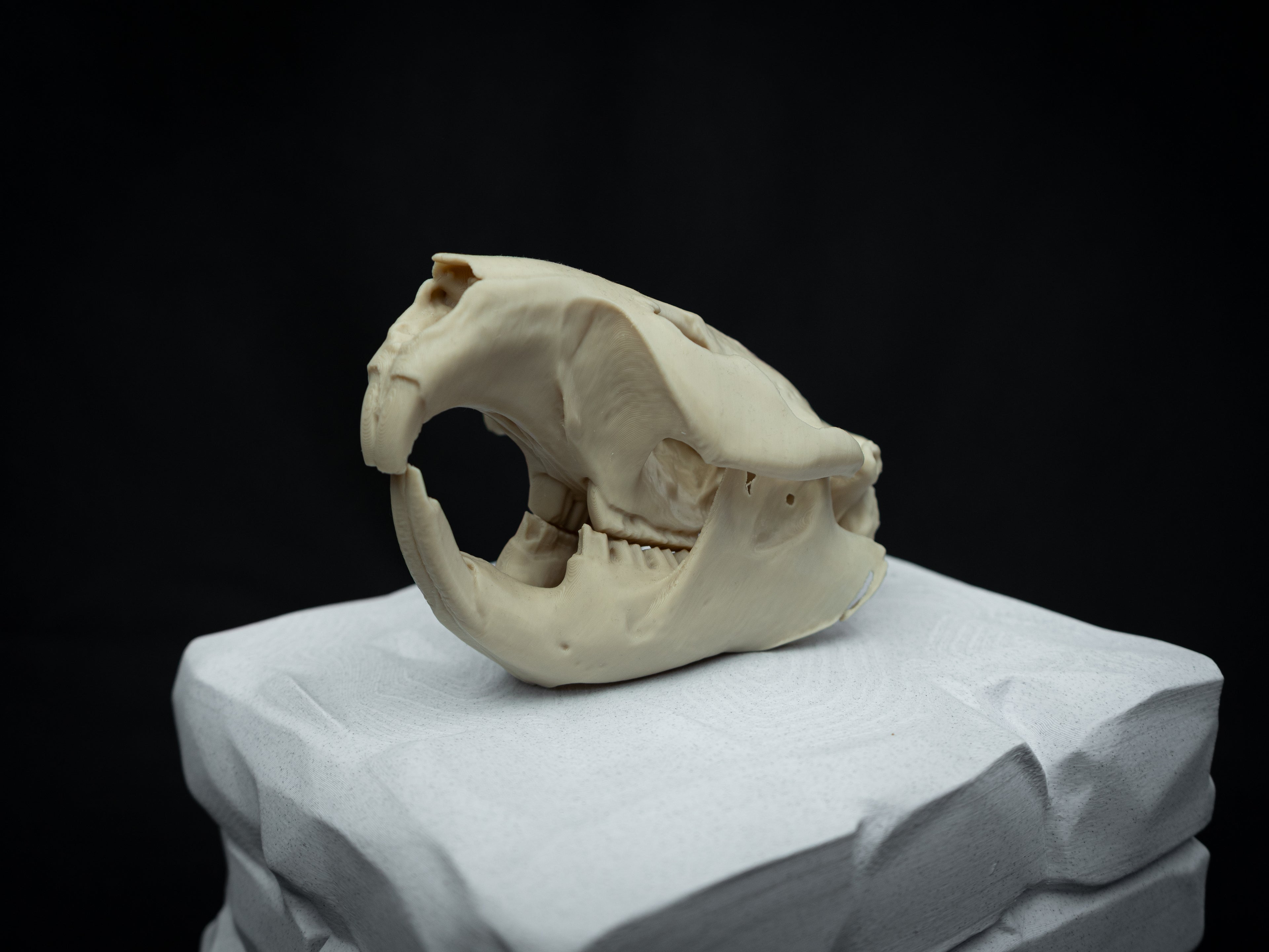 Life Size Beaver Skull Replica – Realistic 3D Printed Bone Model Display