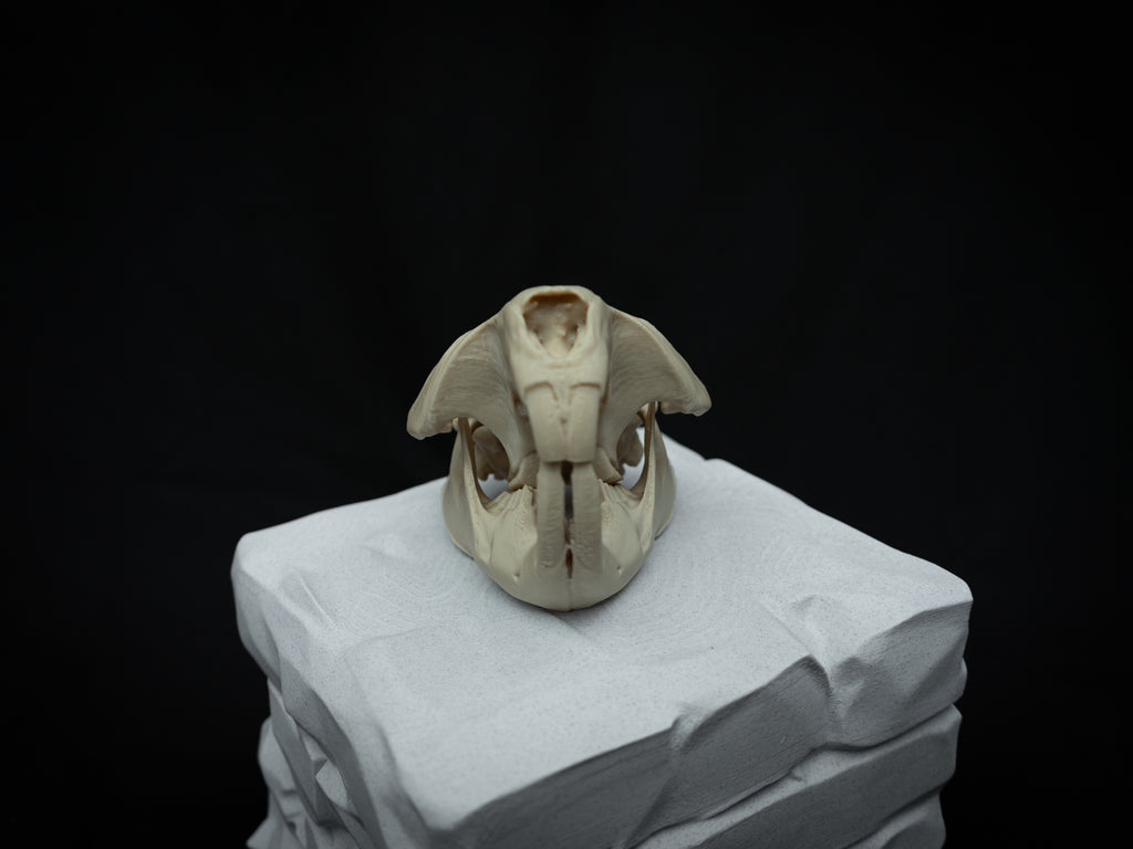 Life Size Beaver Skull Replica – Realistic 3D Printed Bone Model Display