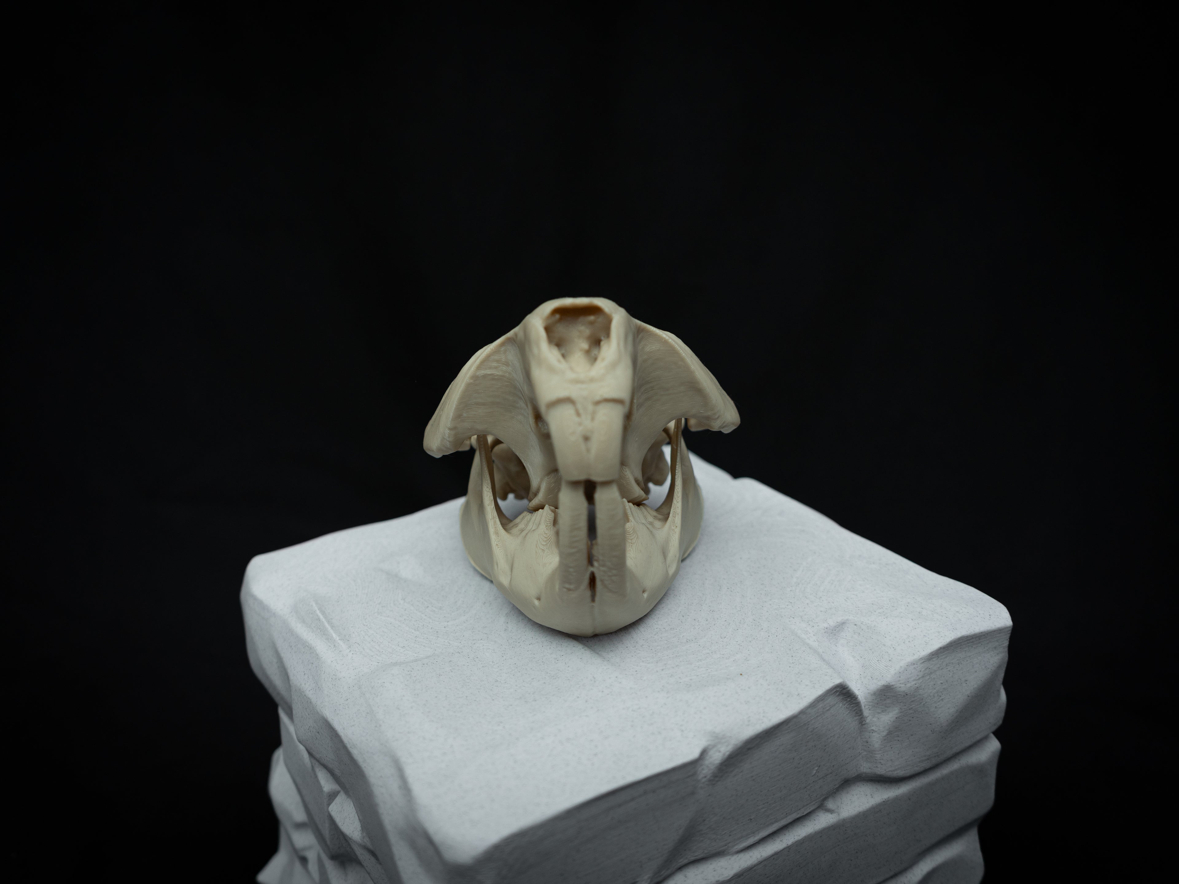 Life Size Beaver Skull Replica – Realistic 3D Printed Bone Model Display