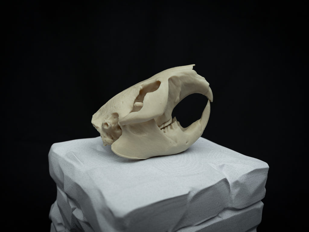 Life Size Beaver Skull Replica – Realistic 3D Printed Bone Model Display