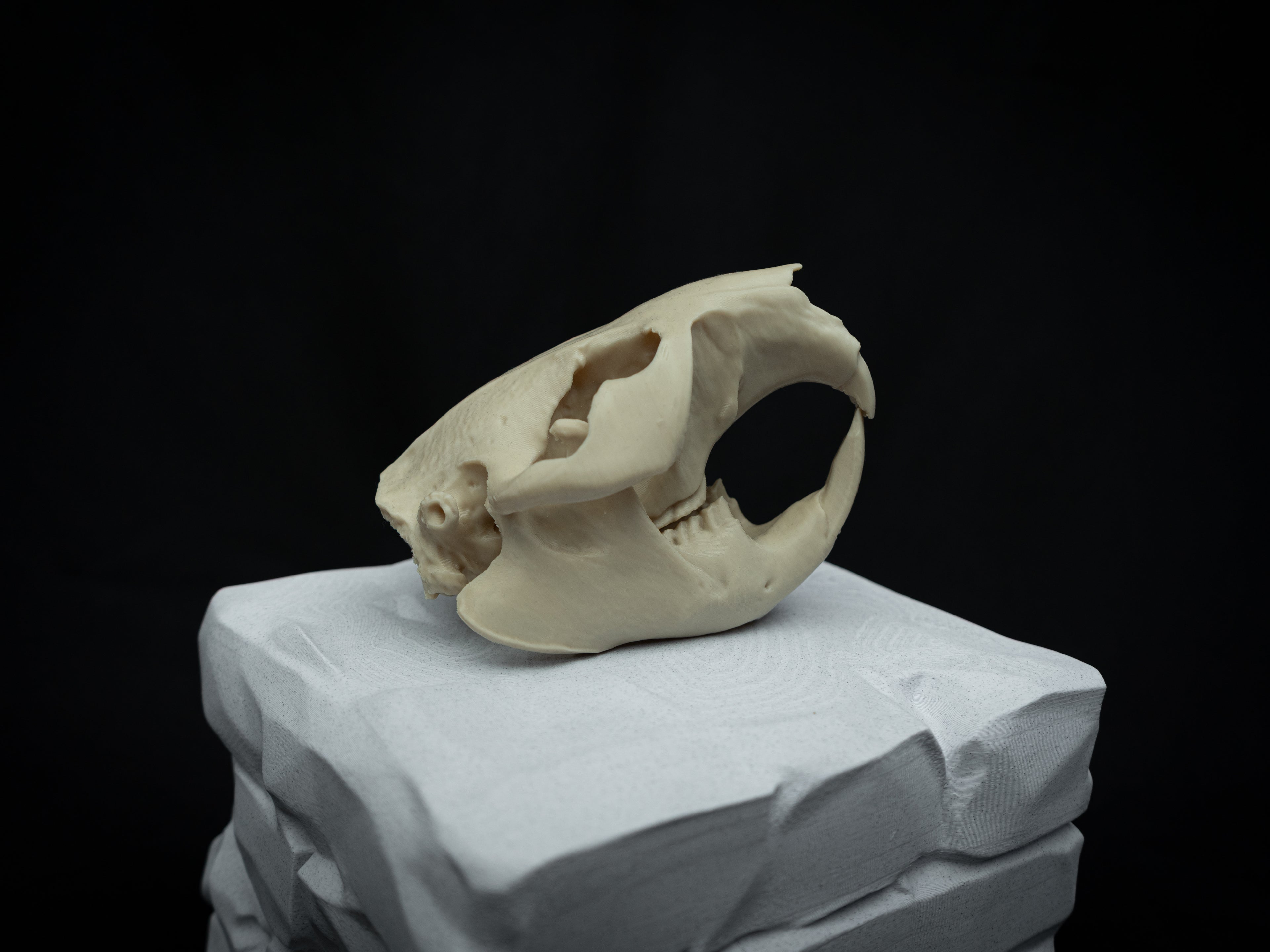 Life Size Beaver Skull Replica – Realistic 3D Printed Bone Model Display