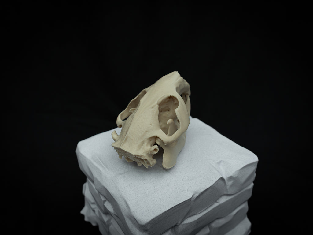 Life Size Beaver Skull Replica – Realistic 3D Printed Bone Model Display