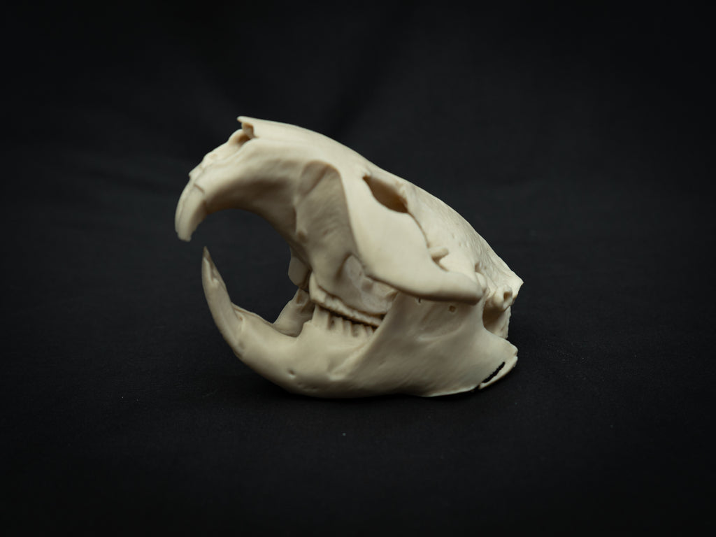 Life Size Beaver Skull Replica – Realistic 3D Printed Bone Model Display