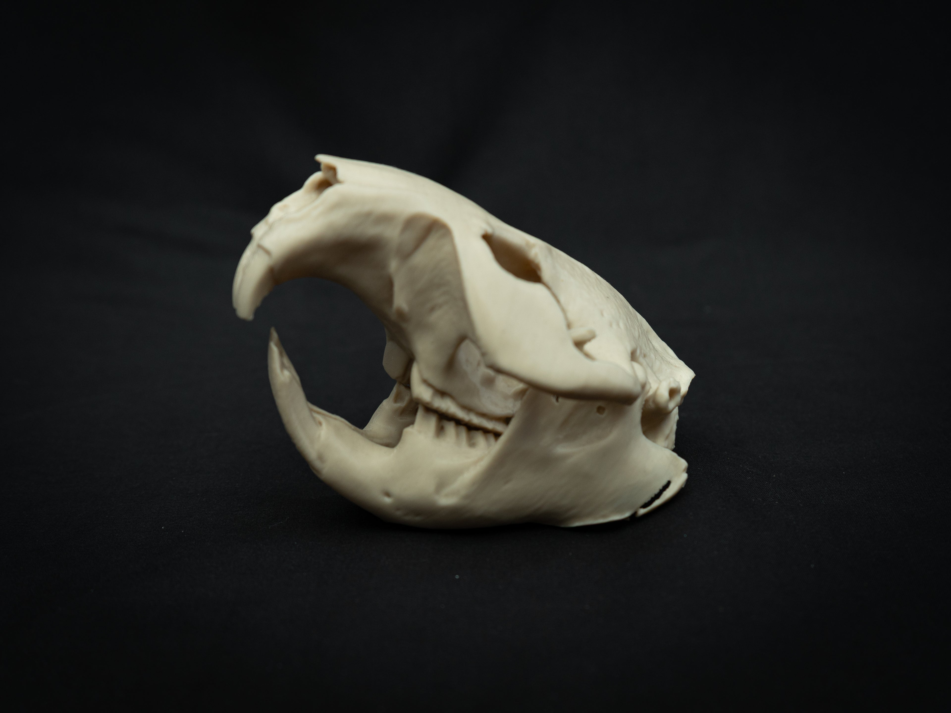 Life Size Beaver Skull Replica – Realistic 3D Printed Bone Model Display