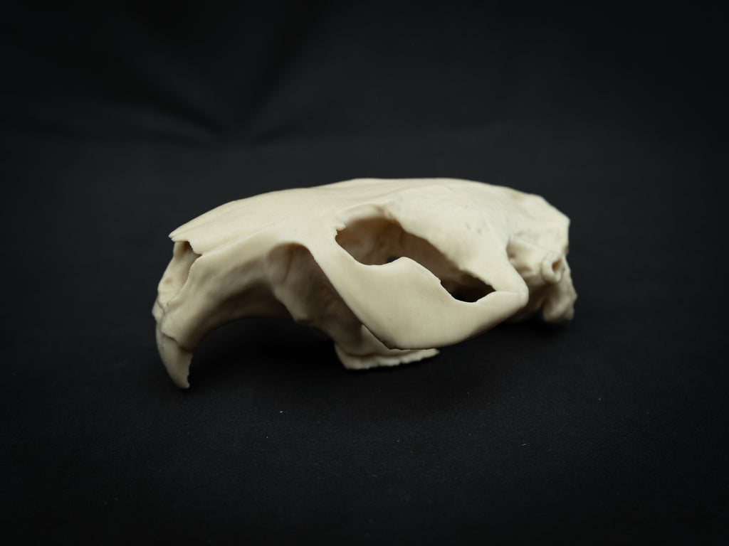 Life Size Beaver Skull Replica – Realistic 3D Printed Bone Model Display
