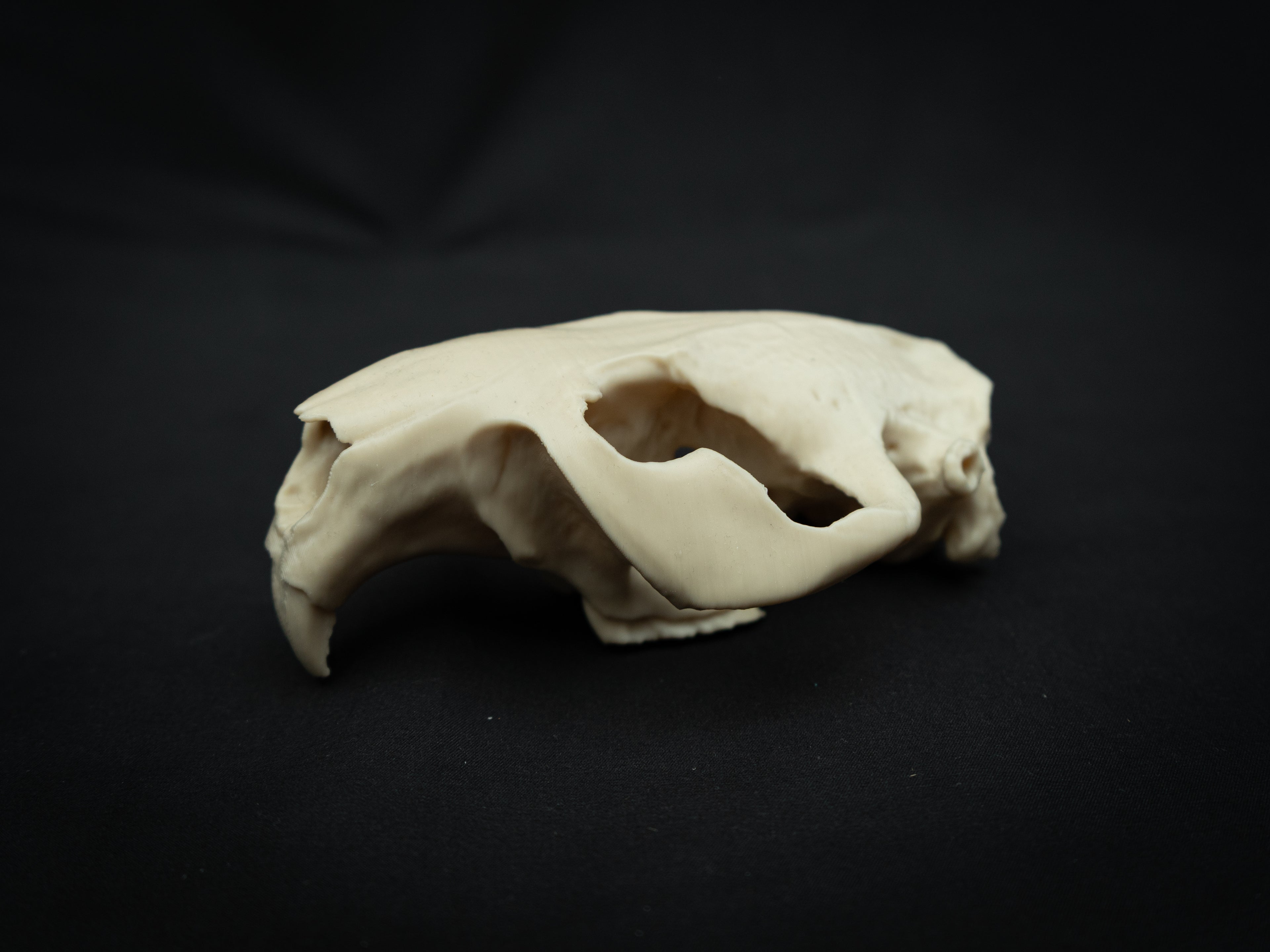 Life Size Beaver Skull Replica – Realistic 3D Printed Bone Model Display