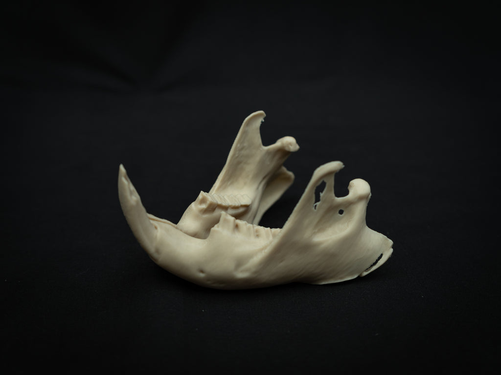Life Size Beaver Skull Replica – Realistic 3D Printed Bone Model Display