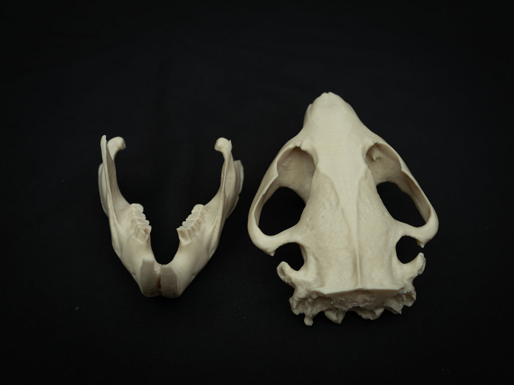 Life Size Beaver Skull Replica – Realistic 3D Printed Bone Model Display