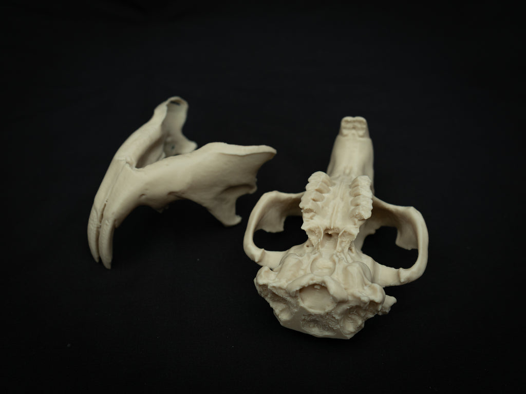 Life Size Beaver Skull Replica – Realistic 3D Printed Bone Model Display