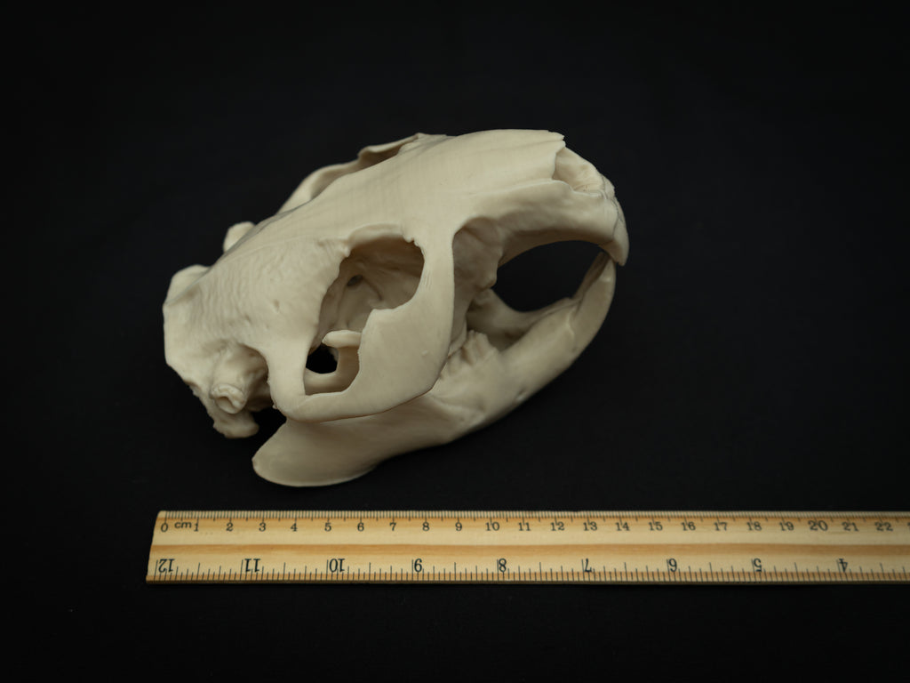 Life Size Beaver Skull Replica – Realistic 3D Printed Bone Model Display