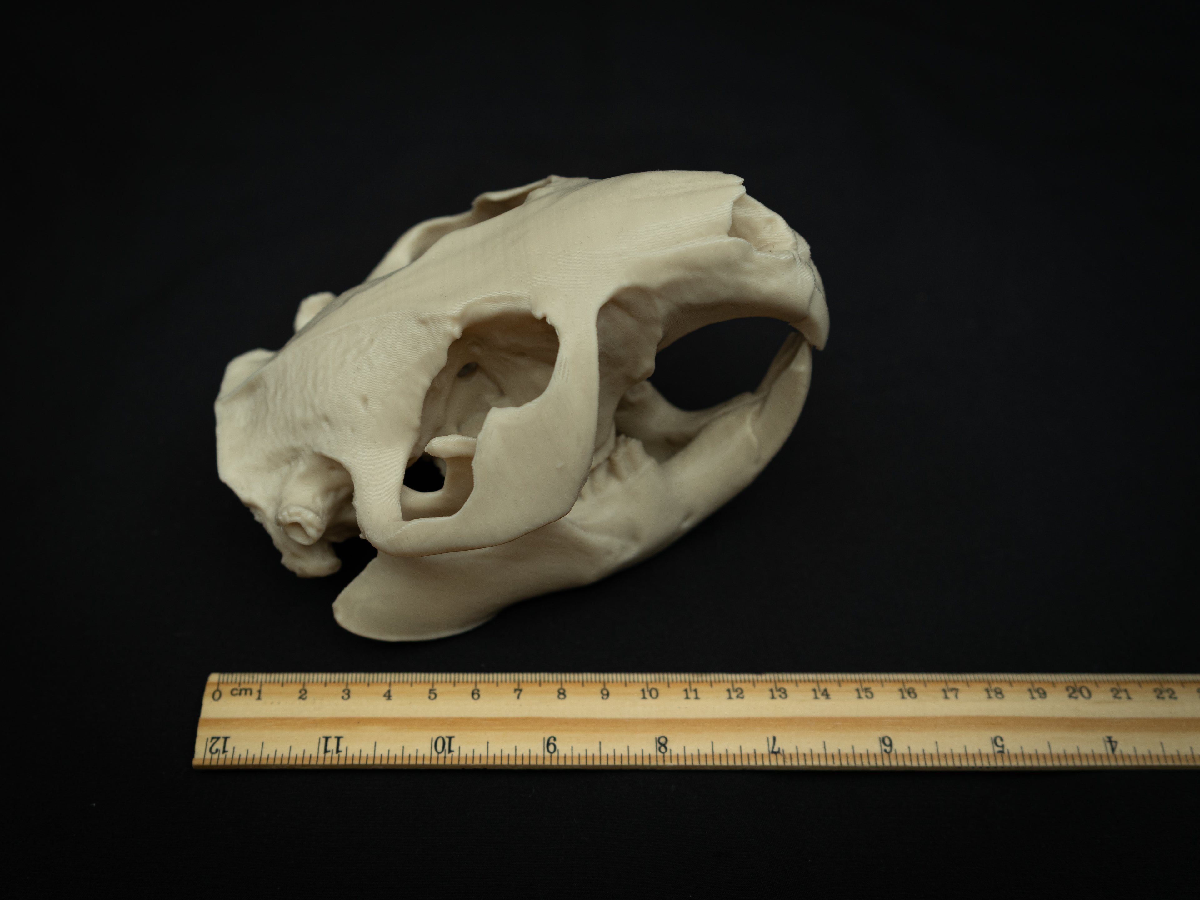 Life Size Beaver Skull Replica – Realistic 3D Printed Bone Model Display