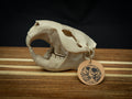 Life Size Beaver Skull Replica – Realistic 3D Printed Bone Model Display