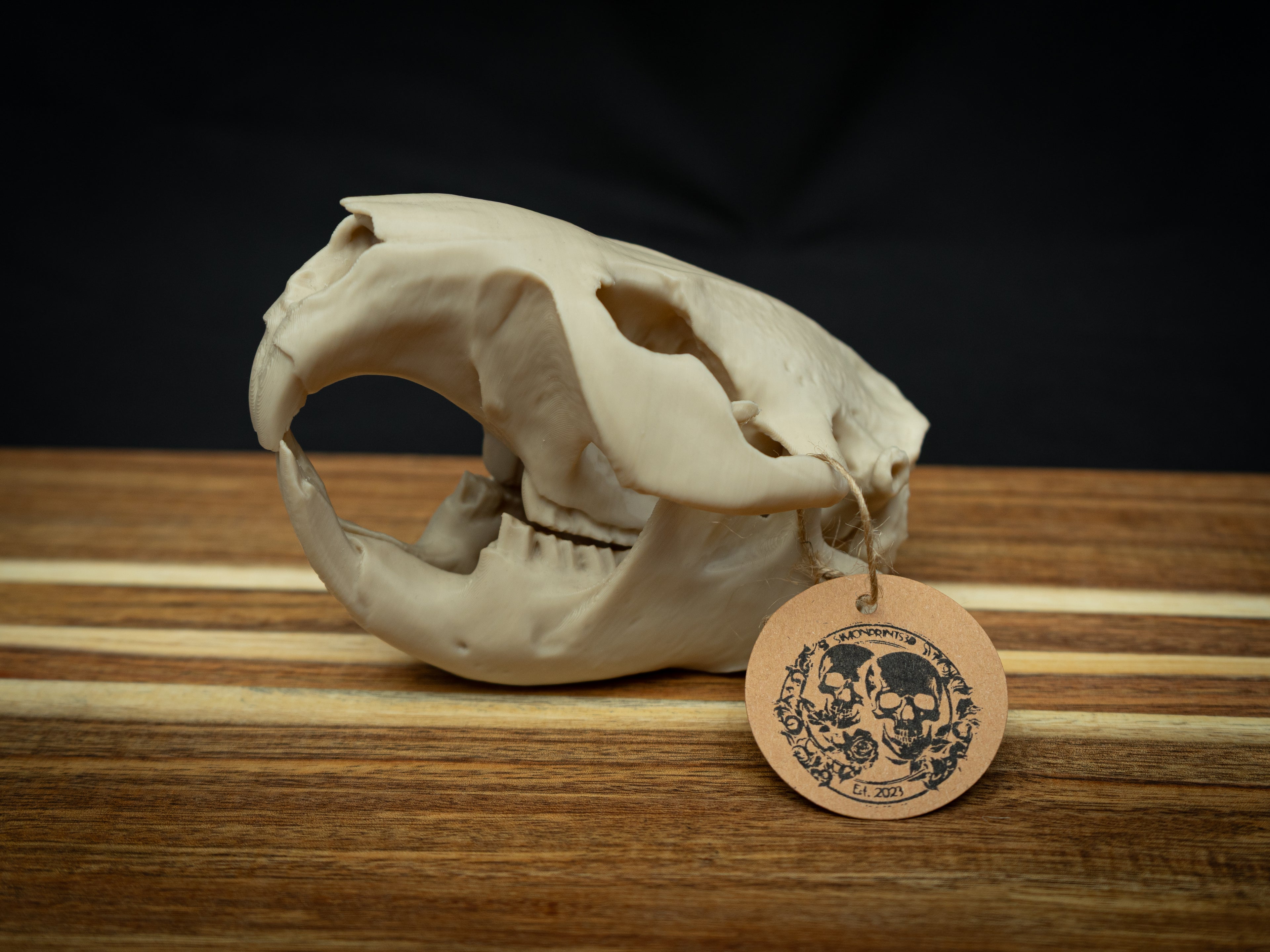 Life Size Beaver Skull Replica – Realistic 3D Printed Bone Model Display