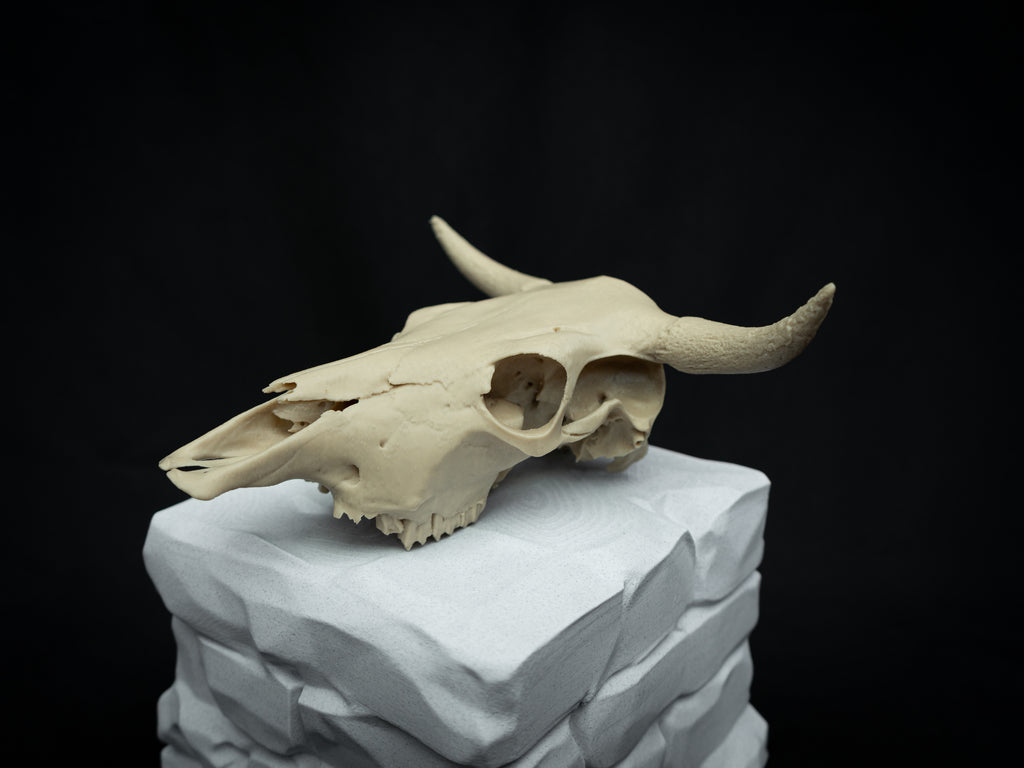 Cow Skull Replica – Scaled Down 3D Printed Bone Model for Display or Décor