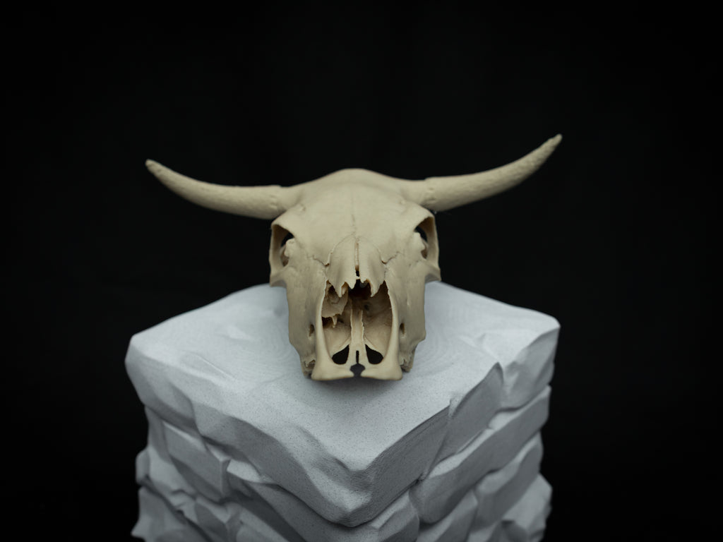 Cow Skull Replica – Scaled Down 3D Printed Bone Model for Display or Décor