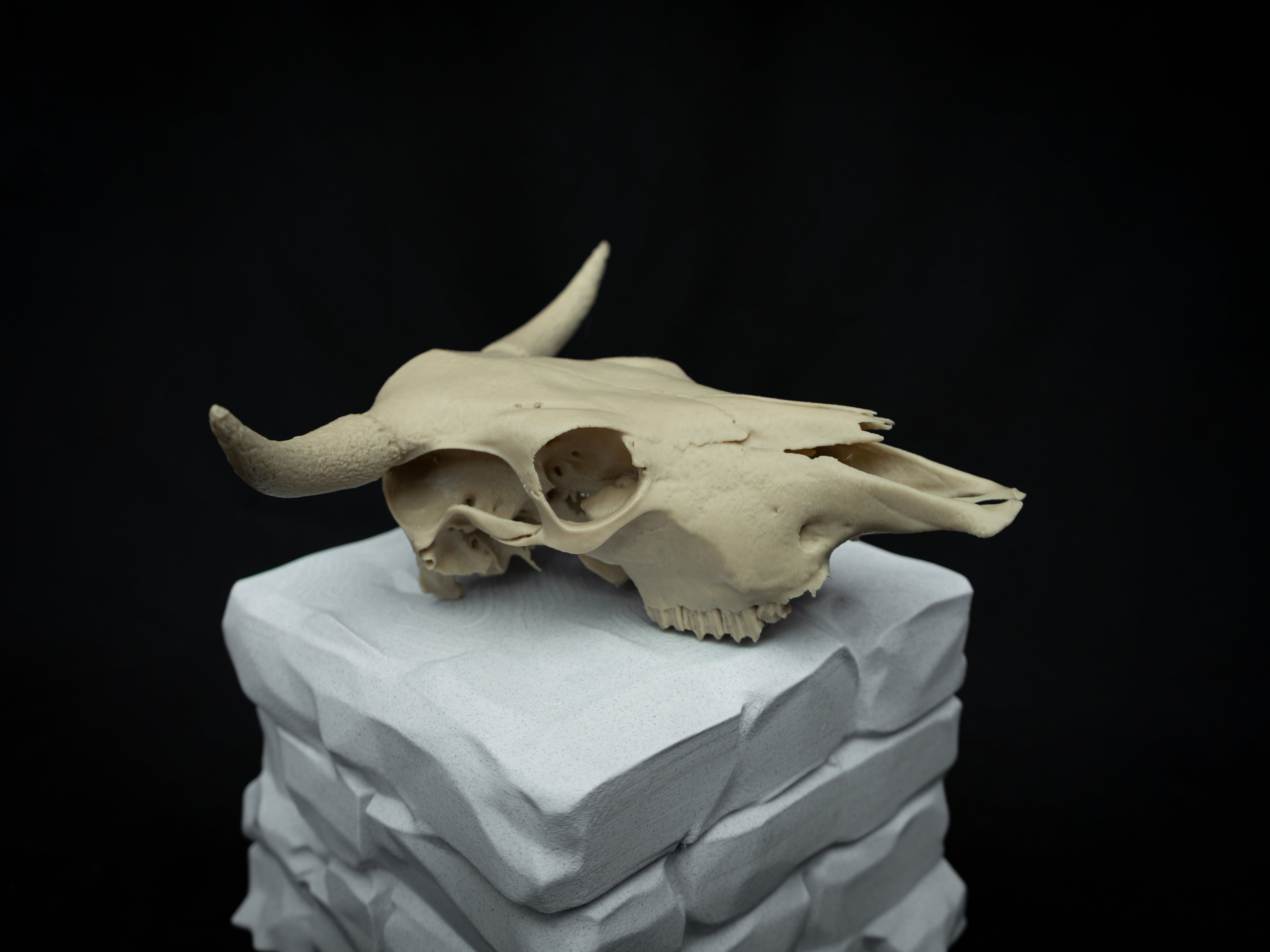 Cow Skull Replica – Scaled Down 3D Printed Bone Model for Display or Décor