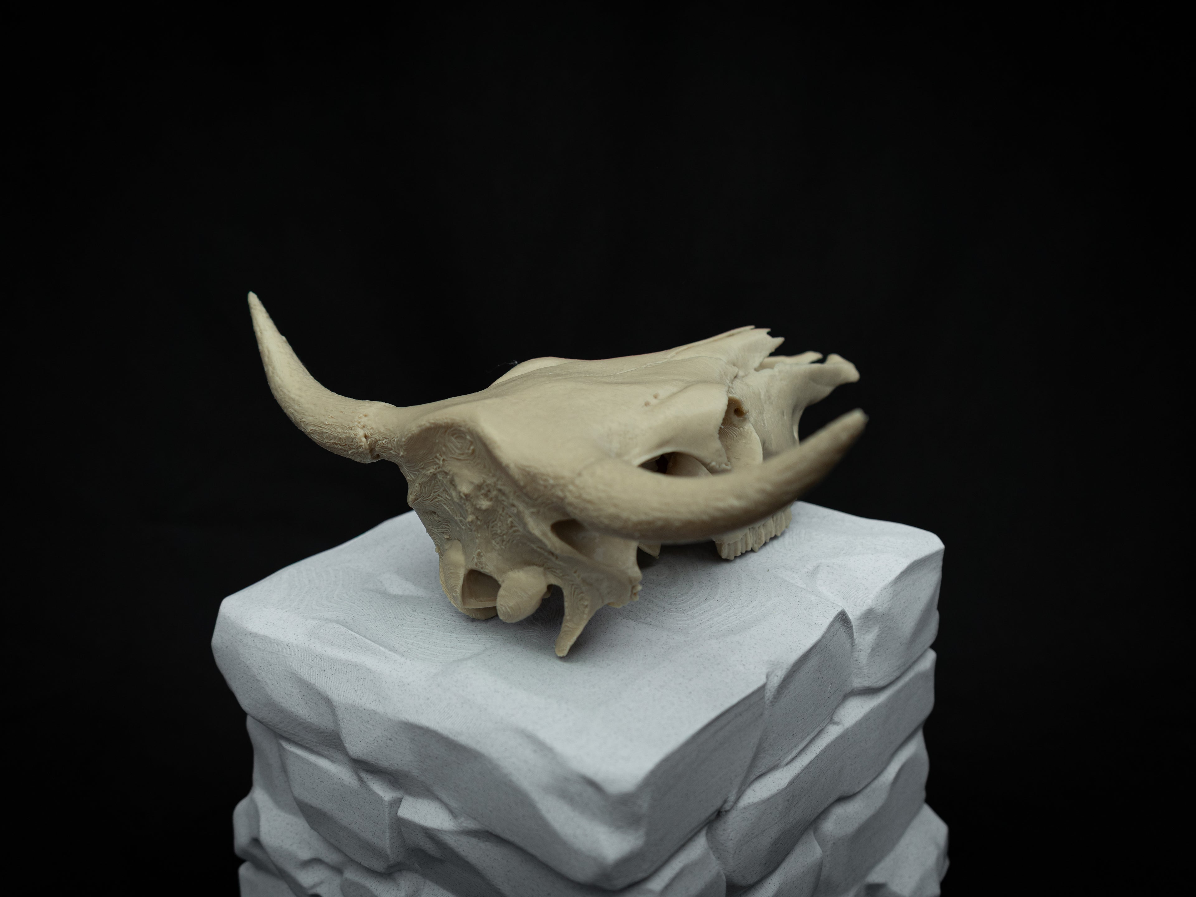 Cow Skull Replica – Scaled Down 3D Printed Bone Model for Display or Décor