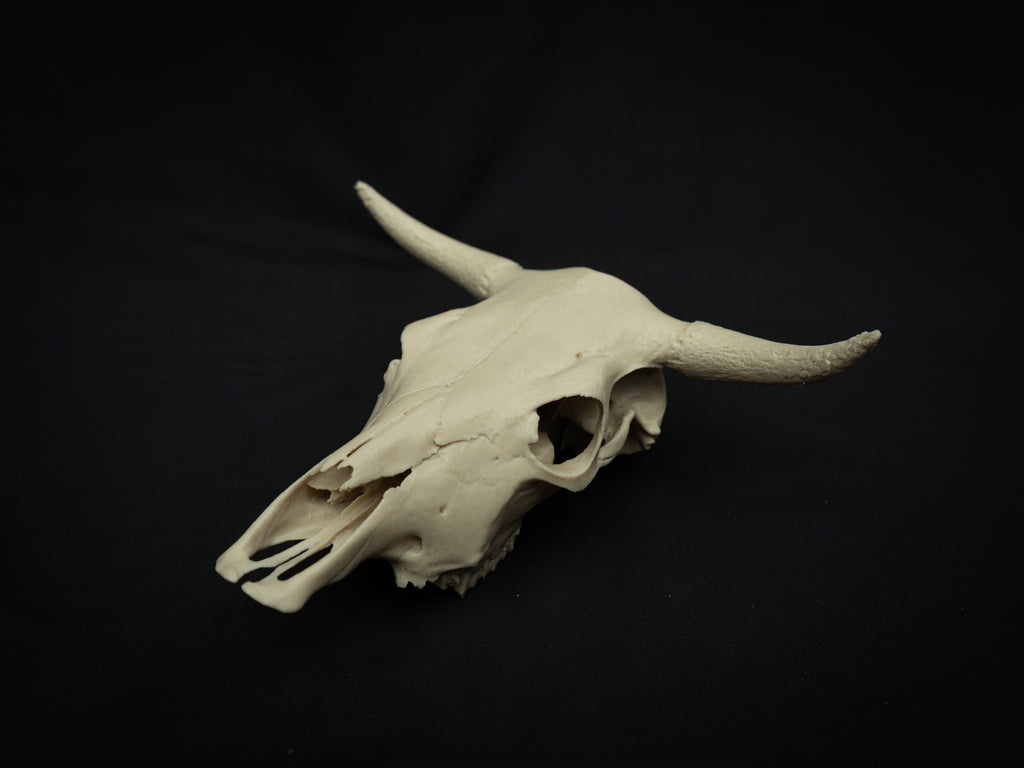Cow Skull Replica – Scaled Down 3D Printed Bone Model for Display or Décor