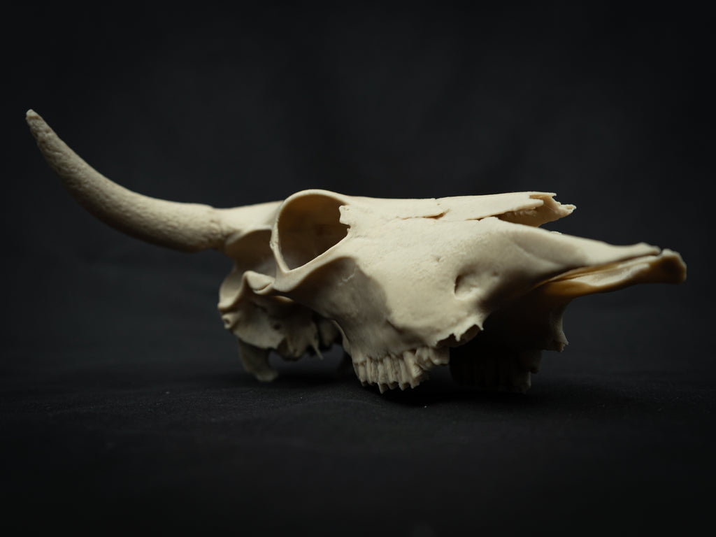 Cow Skull Replica – Scaled Down 3D Printed Bone Model for Display or Décor