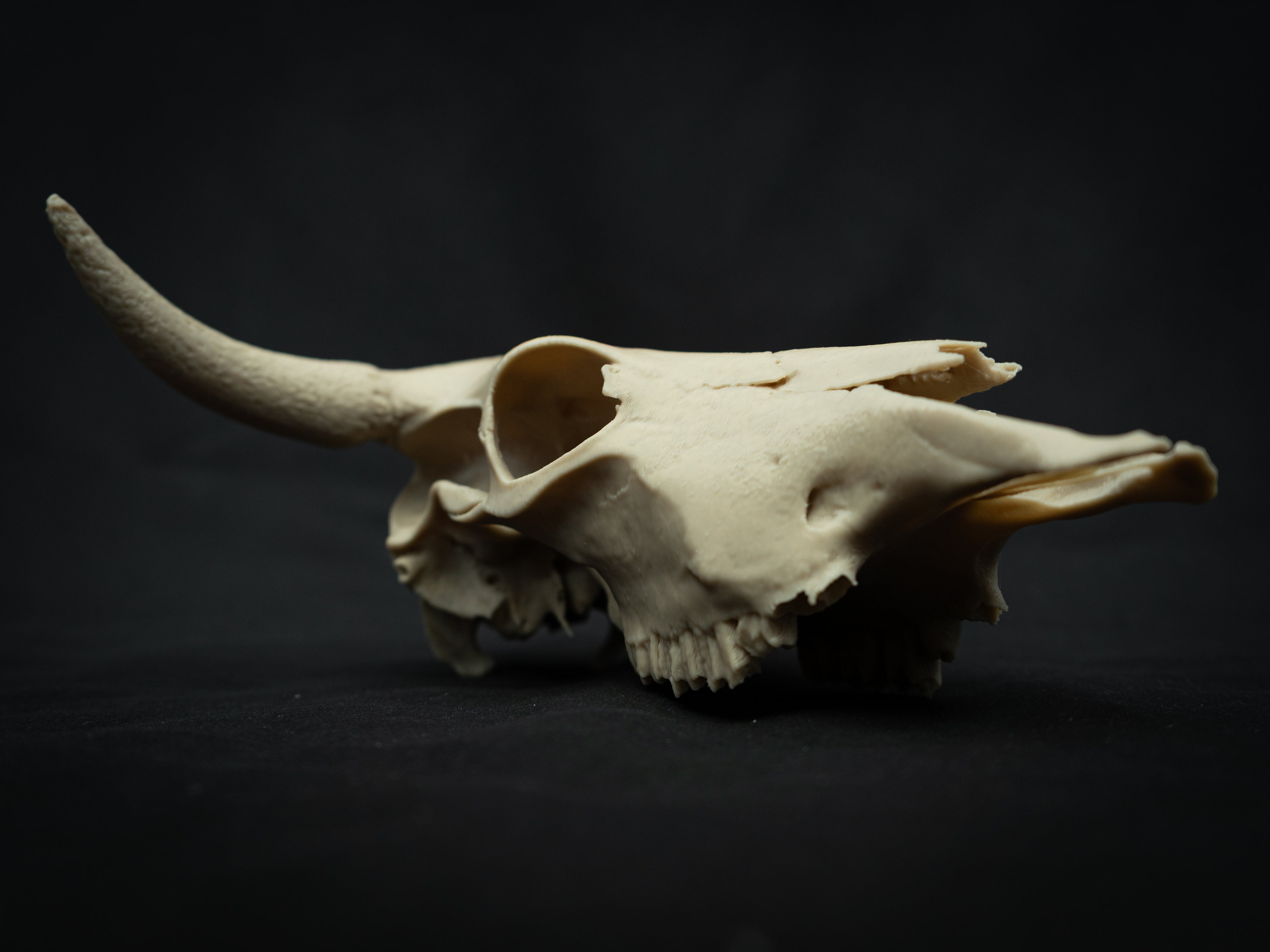 Cow Skull Replica – Scaled Down 3D Printed Bone Model for Display or Décor