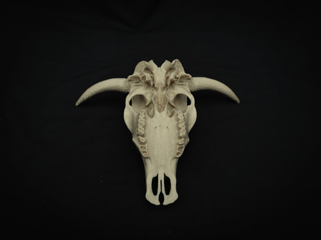 Cow Skull Replica – Scaled Down 3D Printed Bone Model for Display or Décor