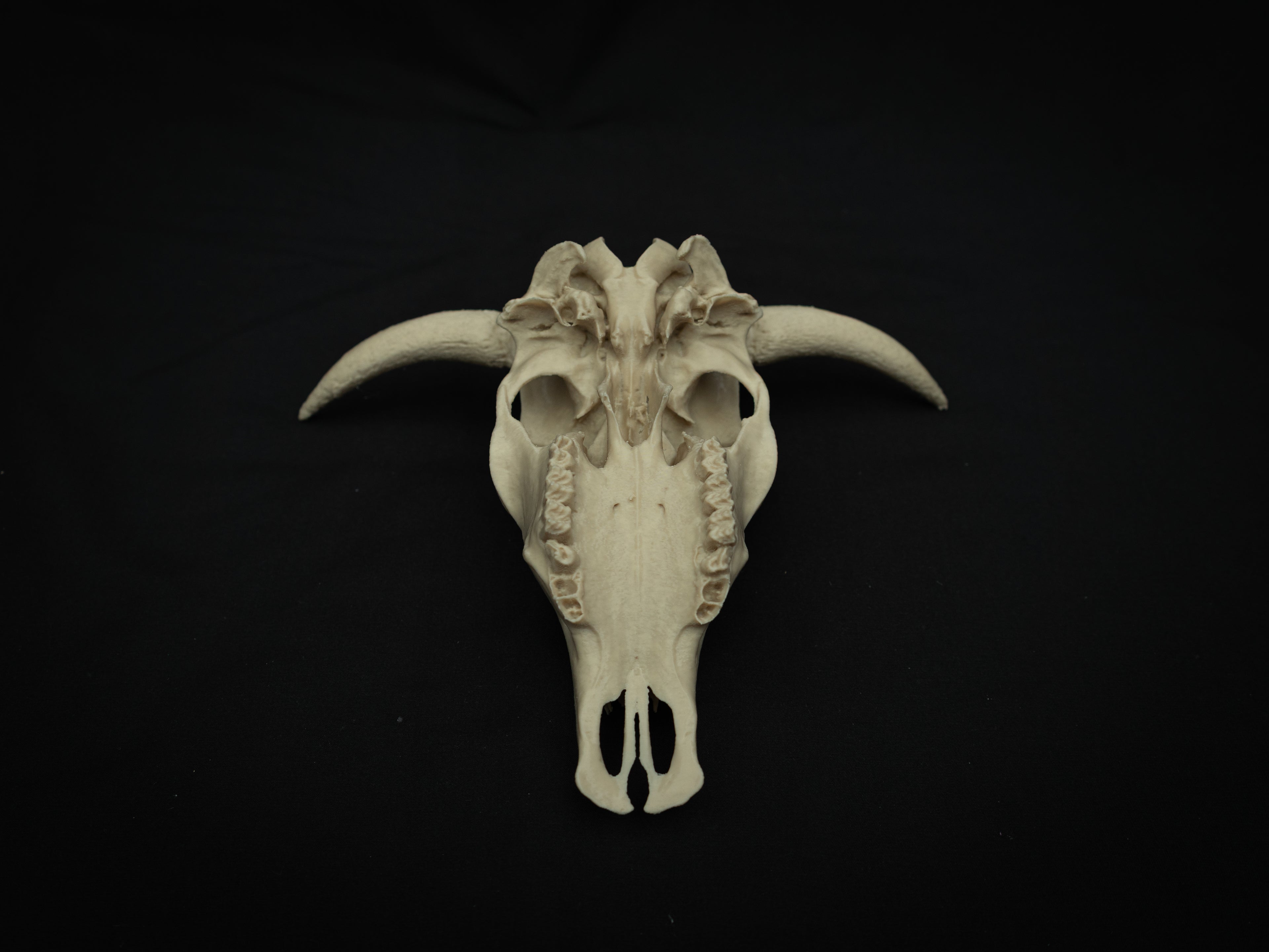 Cow Skull Replica – Scaled Down 3D Printed Bone Model for Display or Décor