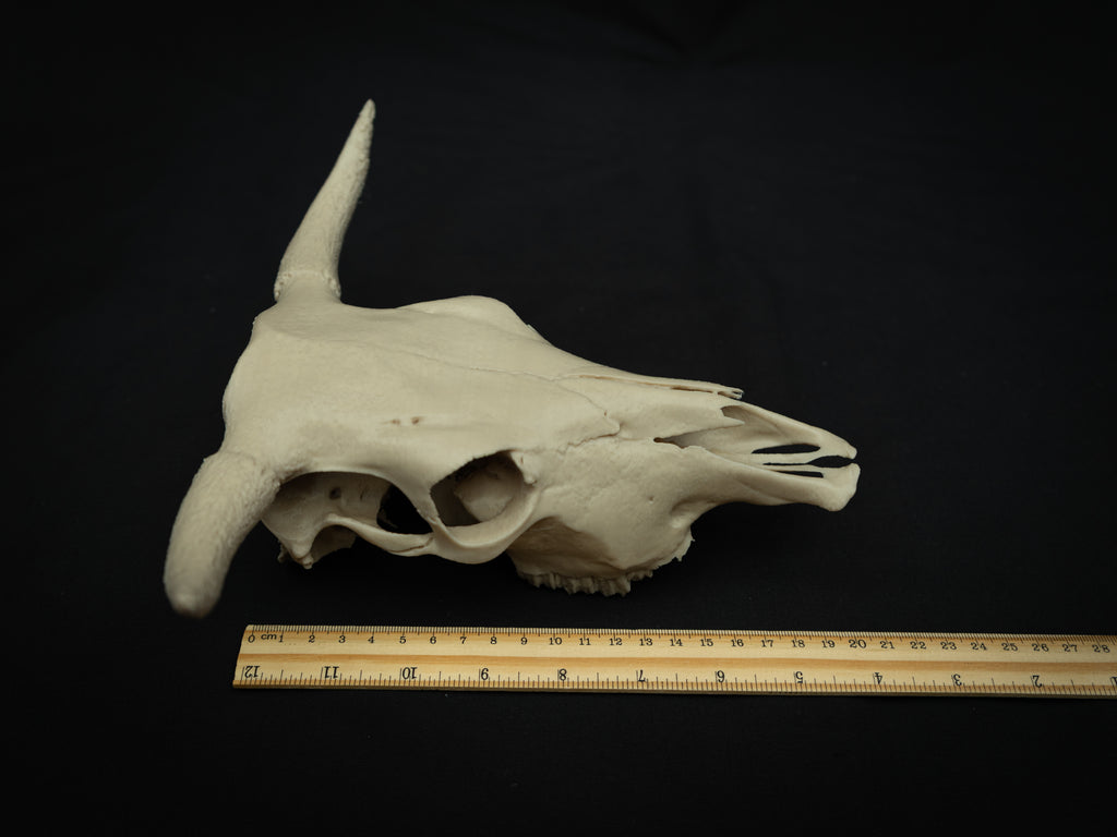 Cow Skull Replica – Scaled Down 3D Printed Bone Model for Display or Décor