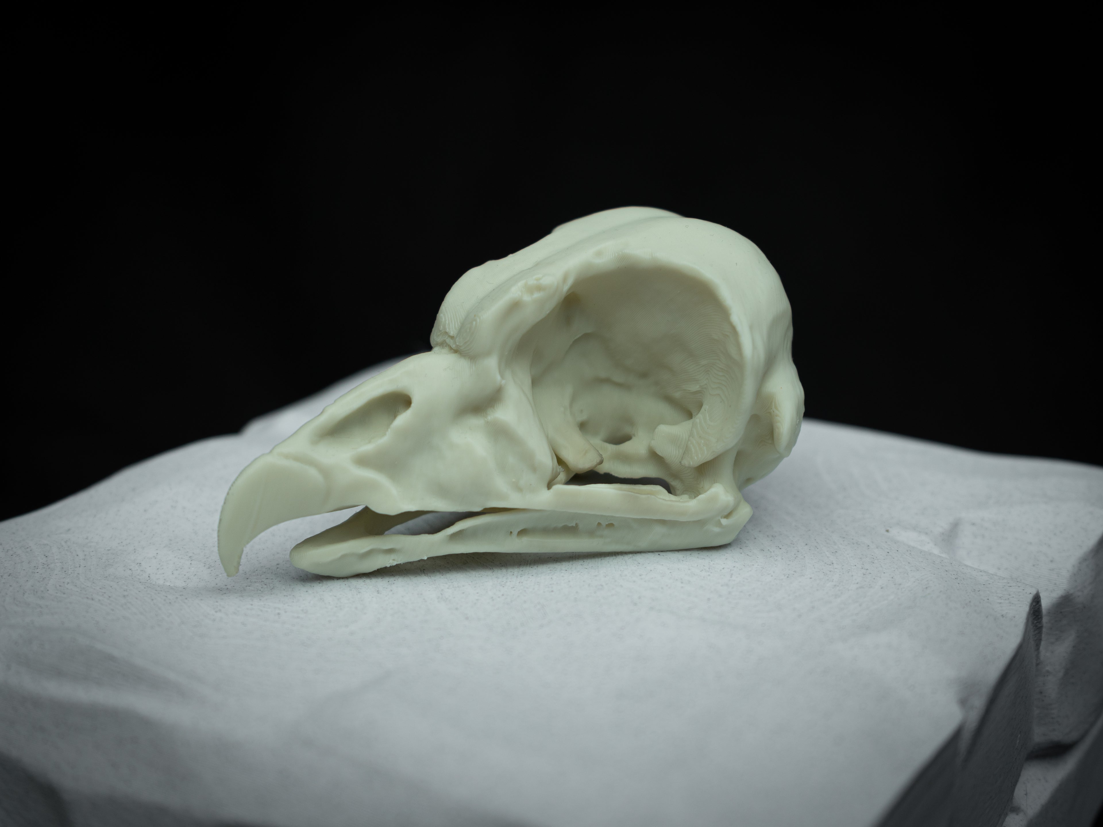 Life Size King Vulture Skull Replica – Realistic 3D Printed Bone Model Display