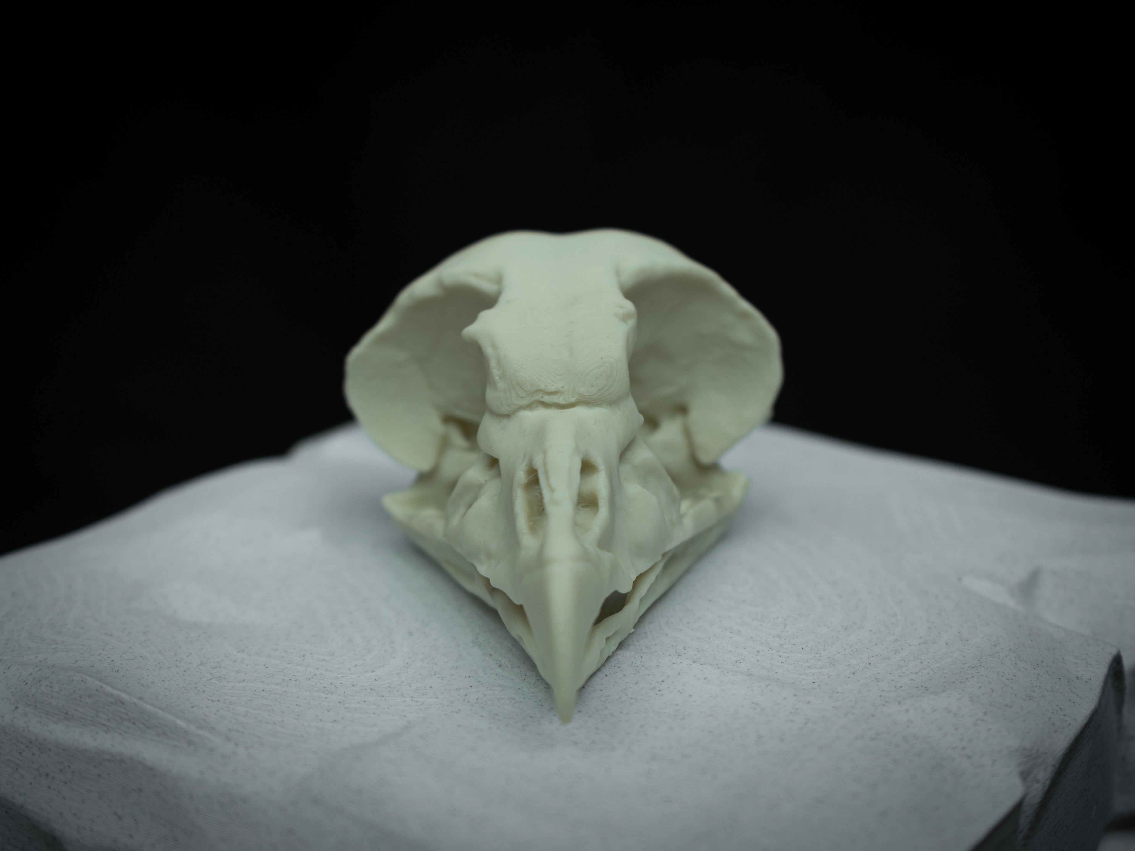 Life Size King Vulture Skull Replica – Realistic 3D Printed Bone Model Display