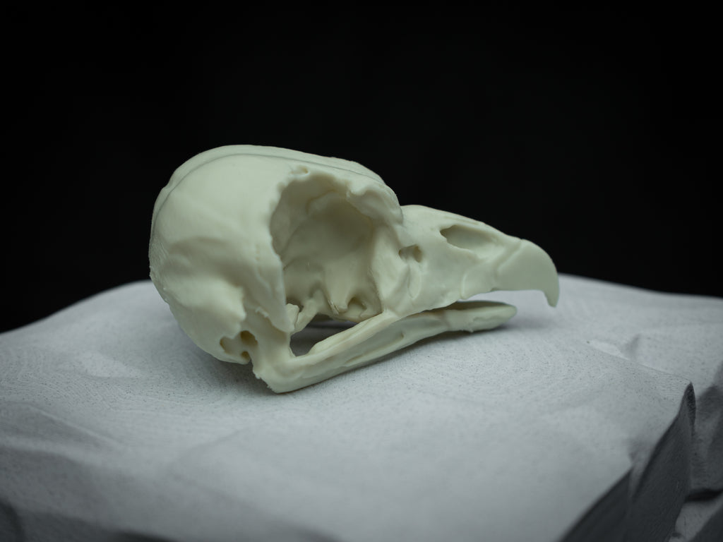 Life Size King Vulture Skull Replica – Realistic 3D Printed Bone Model Display