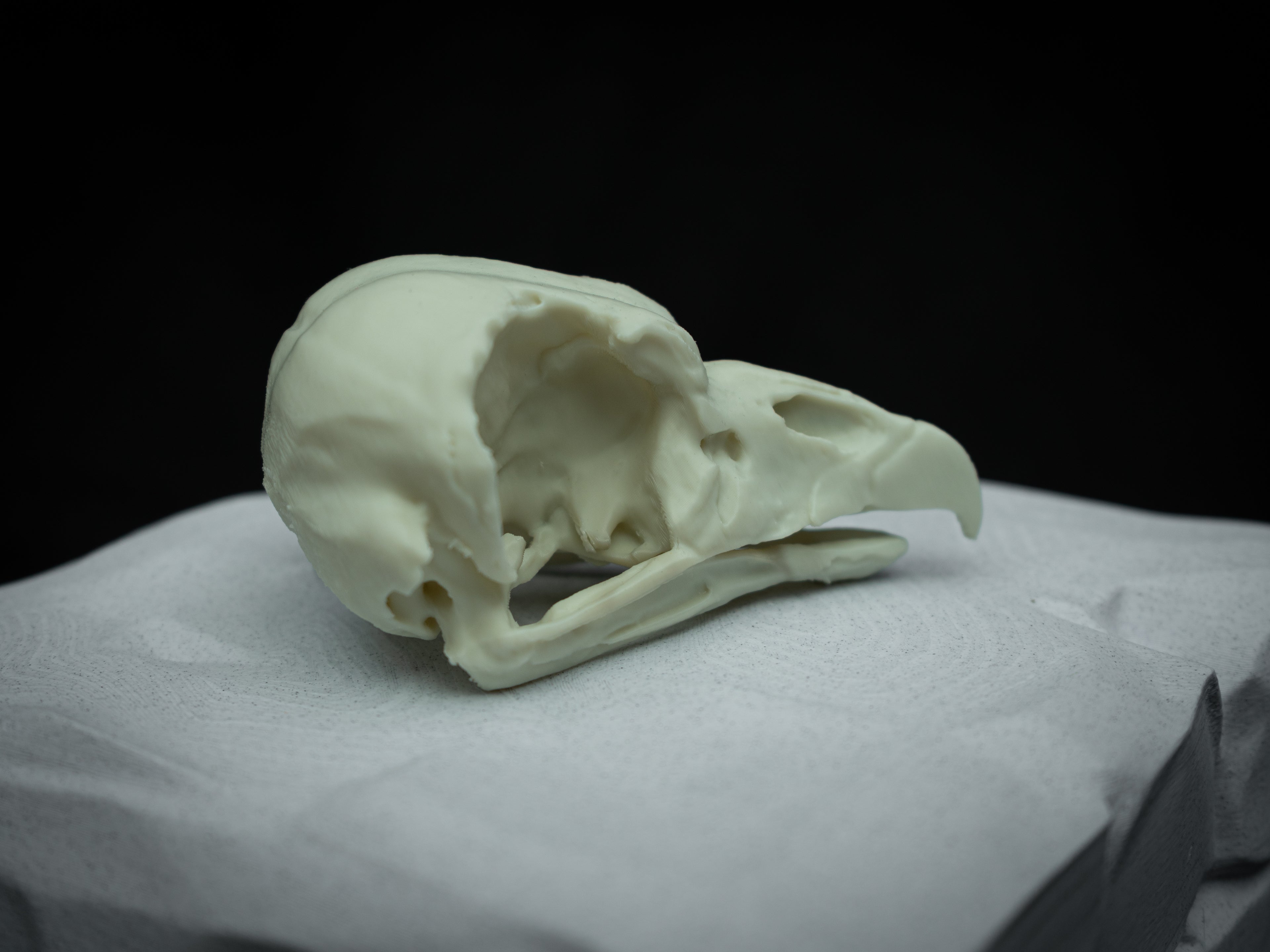 Life Size King Vulture Skull Replica – Realistic 3D Printed Bone Model Display
