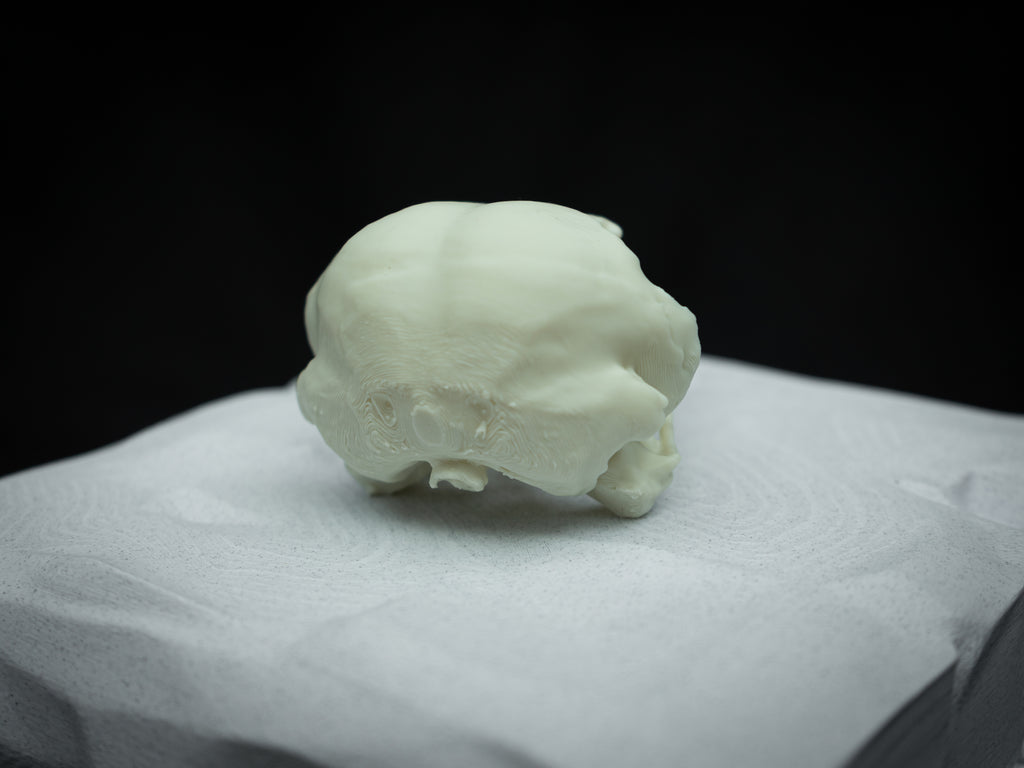 Life Size King Vulture Skull Replica – Realistic 3D Printed Bone Model Display