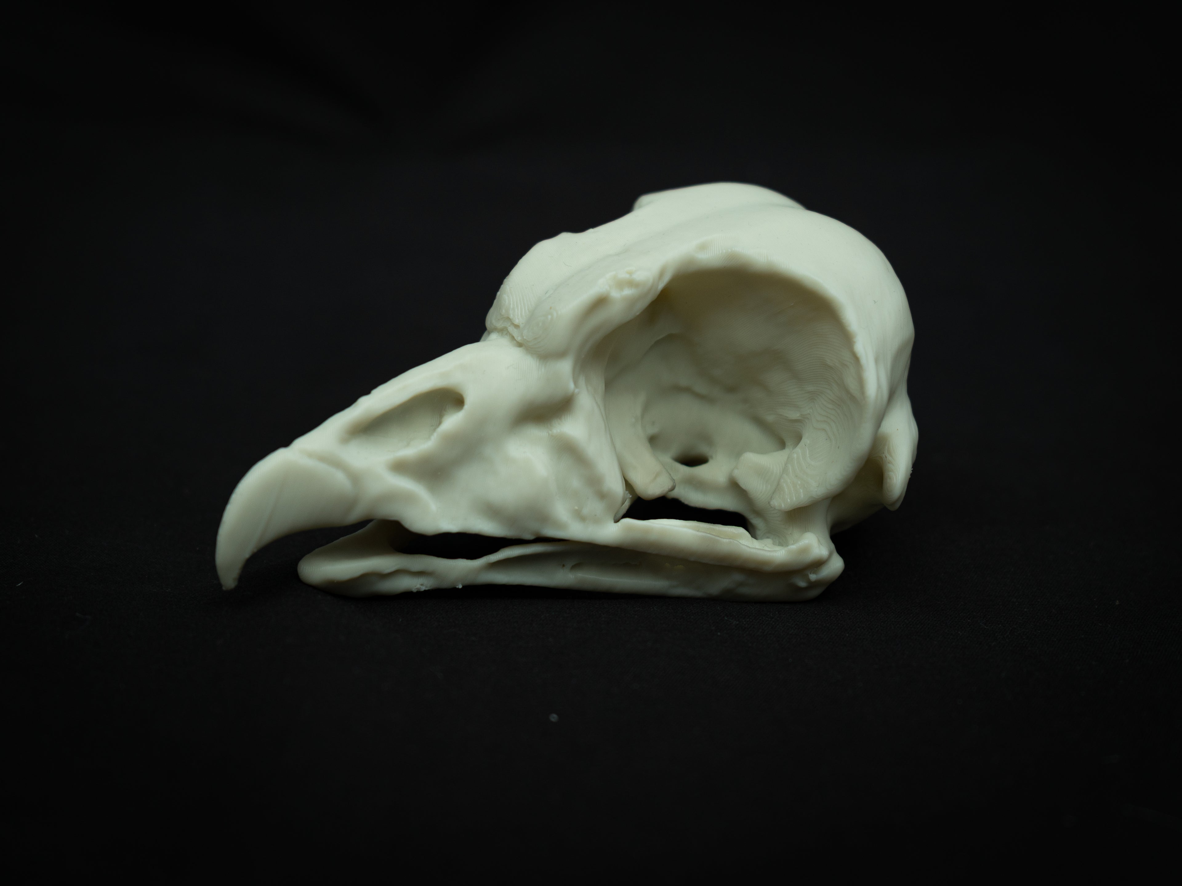 Life Size King Vulture Skull Replica – Realistic 3D Printed Bone Model Display