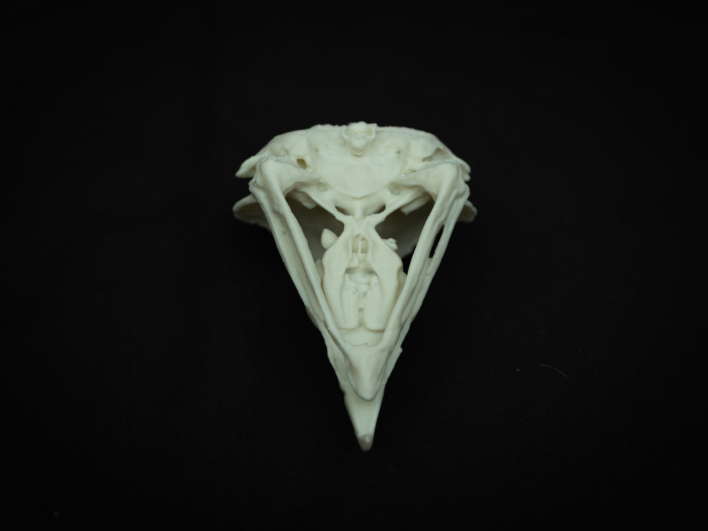 Life Size King Vulture Skull Replica – Realistic 3D Printed Bone Model Display