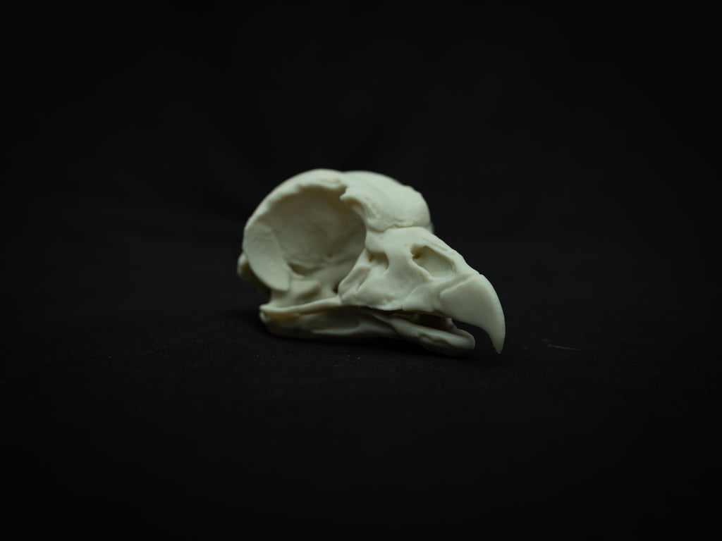 Life Size King Vulture Skull Replica – Realistic 3D Printed Bone Model Display