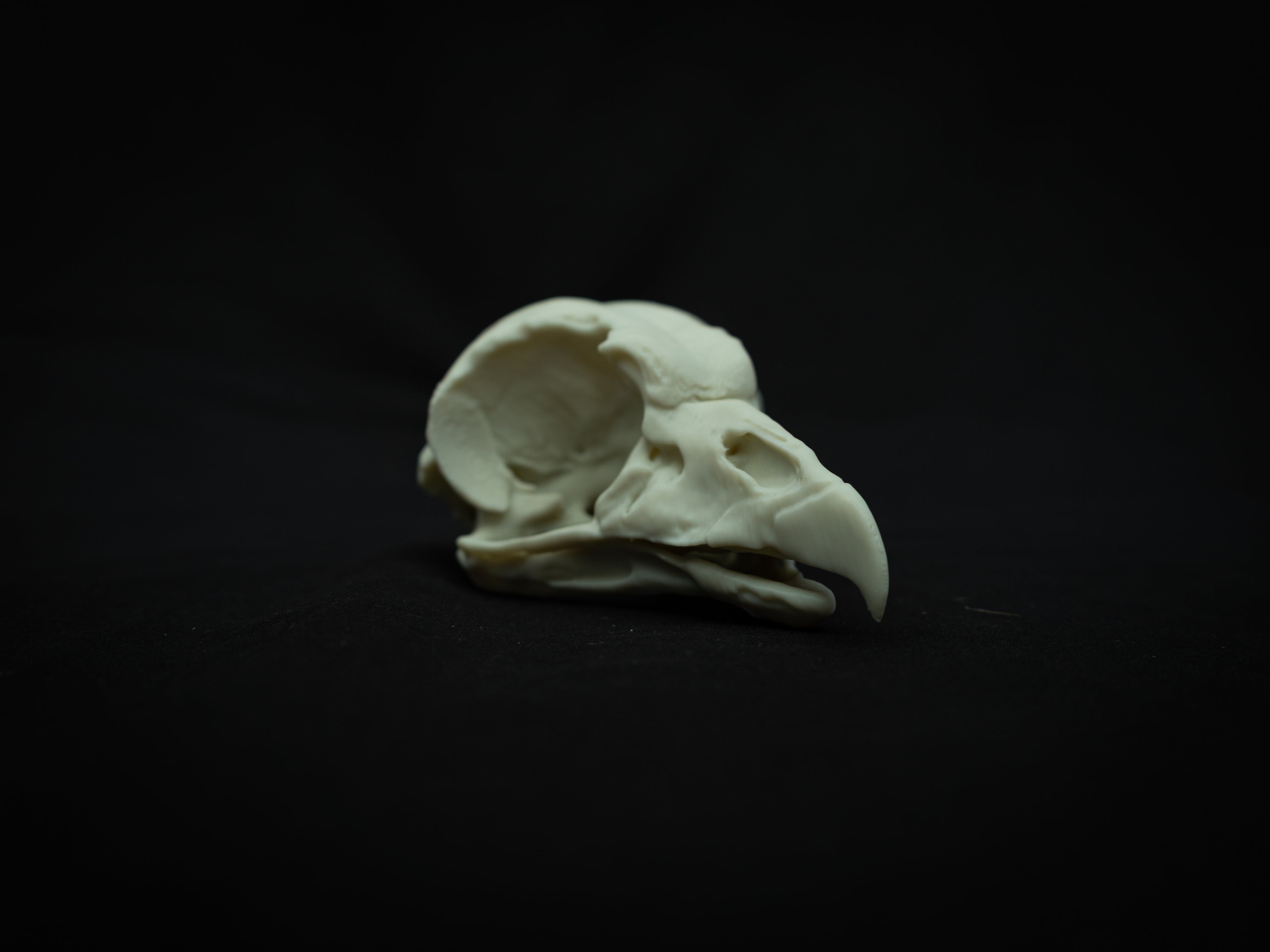 Life Size King Vulture Skull Replica – Realistic 3D Printed Bone Model Display